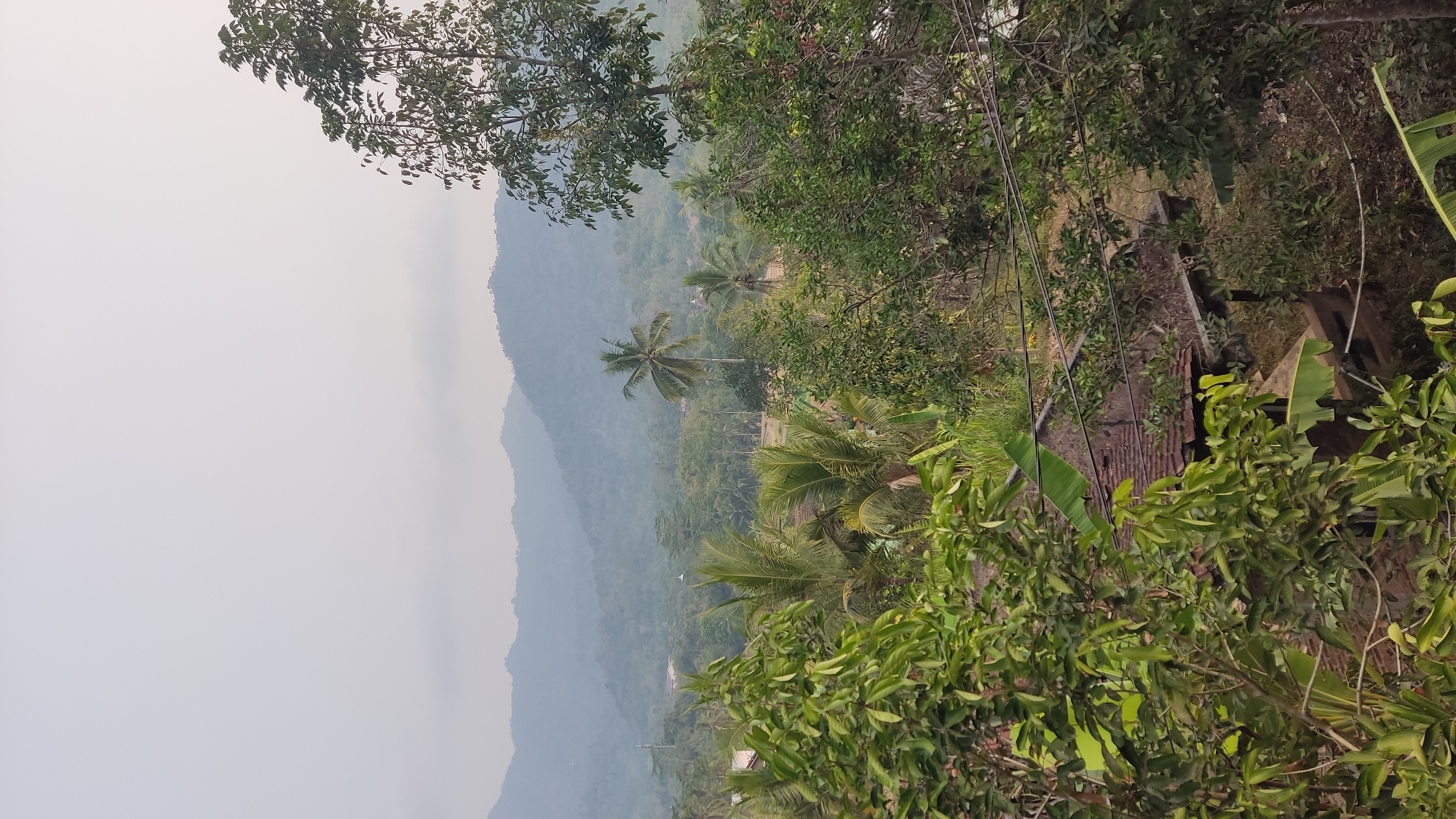 The image captures a hazy, mountainous landscape with lush greenery in Ngadiharjo, Indonesia. In the foreground, dense foliage from trees with large leaves partially obscures a weathered building with a rusty, tiled roof and an open-air structure. Beyond this, the middle ground reveals a scattering of palm trees, other tropical vegetation, and hints of rice paddies. The background is dominated by layers of misty, undulating mountains under a pale sky. Electrical wires are visible in the mid-foreground, running across the scene. There are no people present.
