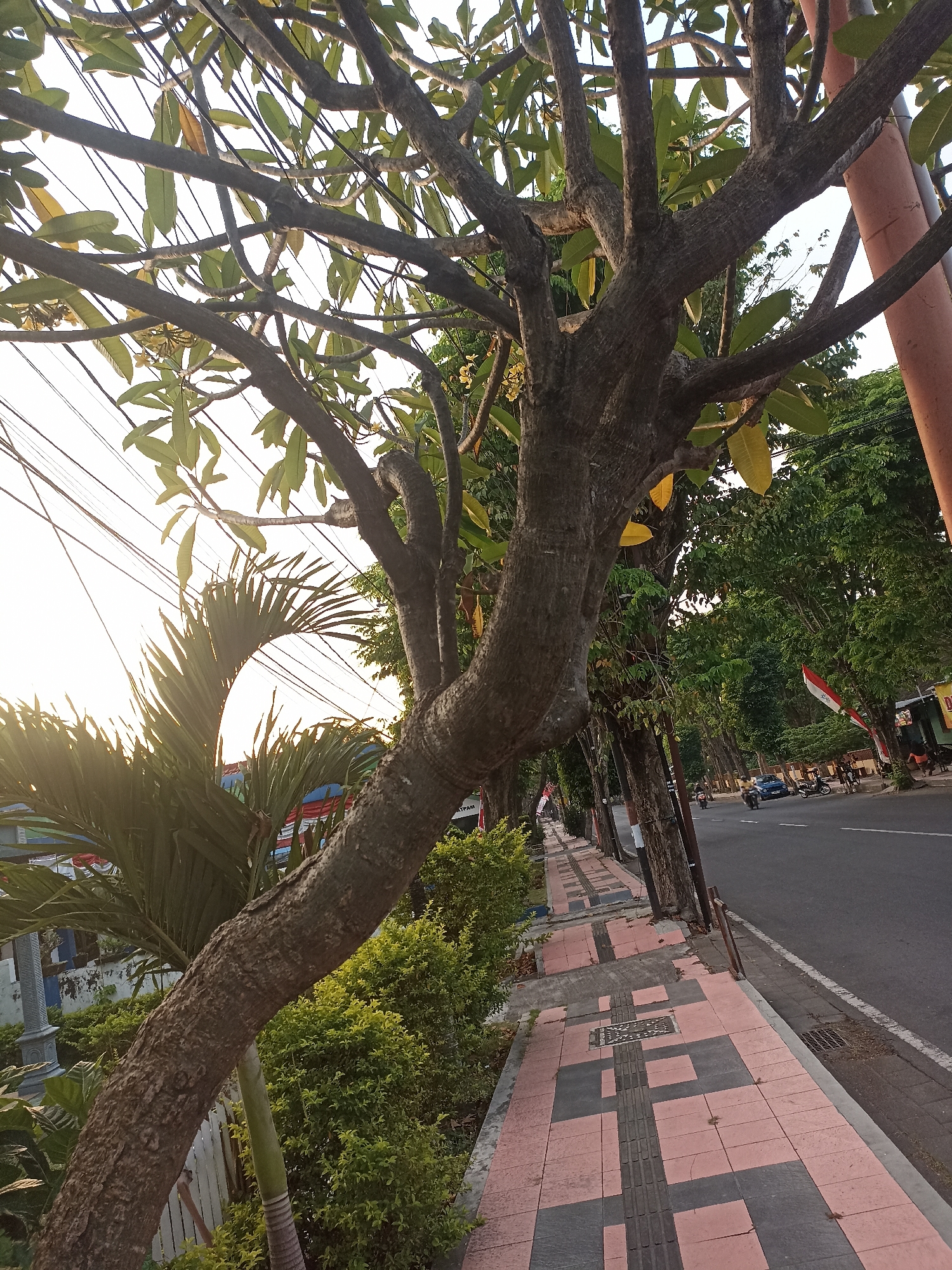 The image depicts a street scene in Mojopanggung, Indonesia, characterized by a prominent frangipani tree with a thick, textured trunk leaning over a paved sidewalk. The sidewalk features a distinctive pattern of pink and grey square tiles. Adjacent to the sidewalk are manicured green bushes and a palm tree. A street with moderate traffic, including motorcycles and a car, runs parallel to the sidewalk. Indonesian flags are visible on some of the trees lining the street, suggesting a national celebration or commemoration. Power lines are strung overhead, and a large, reddish-brown pole stands on the right side of the frame. The lighting suggests it is late afternoon or early morning, with sunlight casting a warm glow.