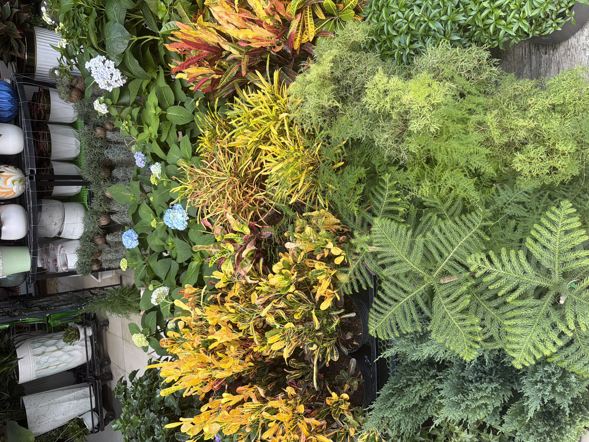 This is a medium shot, taken from above, of a diverse collection of plants displayed outdoors, likely at a nursery or market stall in Bac Nha Trang Ward, Vietnam. The foreground is dominated by a variety of potted plants. On the left, there are several small, dense evergreen shrubs with fine, needle-like foliage, appearing to be a type of cypress or juniper. To their right, a larger evergreen plant with feathery, fern-like fronds, possibly a Norfolk Island Pine seedling, takes up a significant portion of the lower half of the frame. In the center and right of the foreground, a dense arrangement of plants with vibrant, multi-colored leaves in shades of yellow, orange, red, and green are displayed in black pots. These appear to be Croton plants, known for their striking foliage. In the background, slightly out of focus, are larger plants with green leaves and clusters of light blue and white hydrangea flowers. Further back, behind the hydrangeas, are various other plants and shelves containing decorative pots and planters, some of which are light-colored with embossed patterns. The ground beneath the plants is a light-colored paved surface, possibly stone or tile, with some areas of dark material visible, suggesting a pathway or display area. The overall impression is of a well-stocked plant vendor, showcasing a variety of textures and colors. There are no people visible in the image.