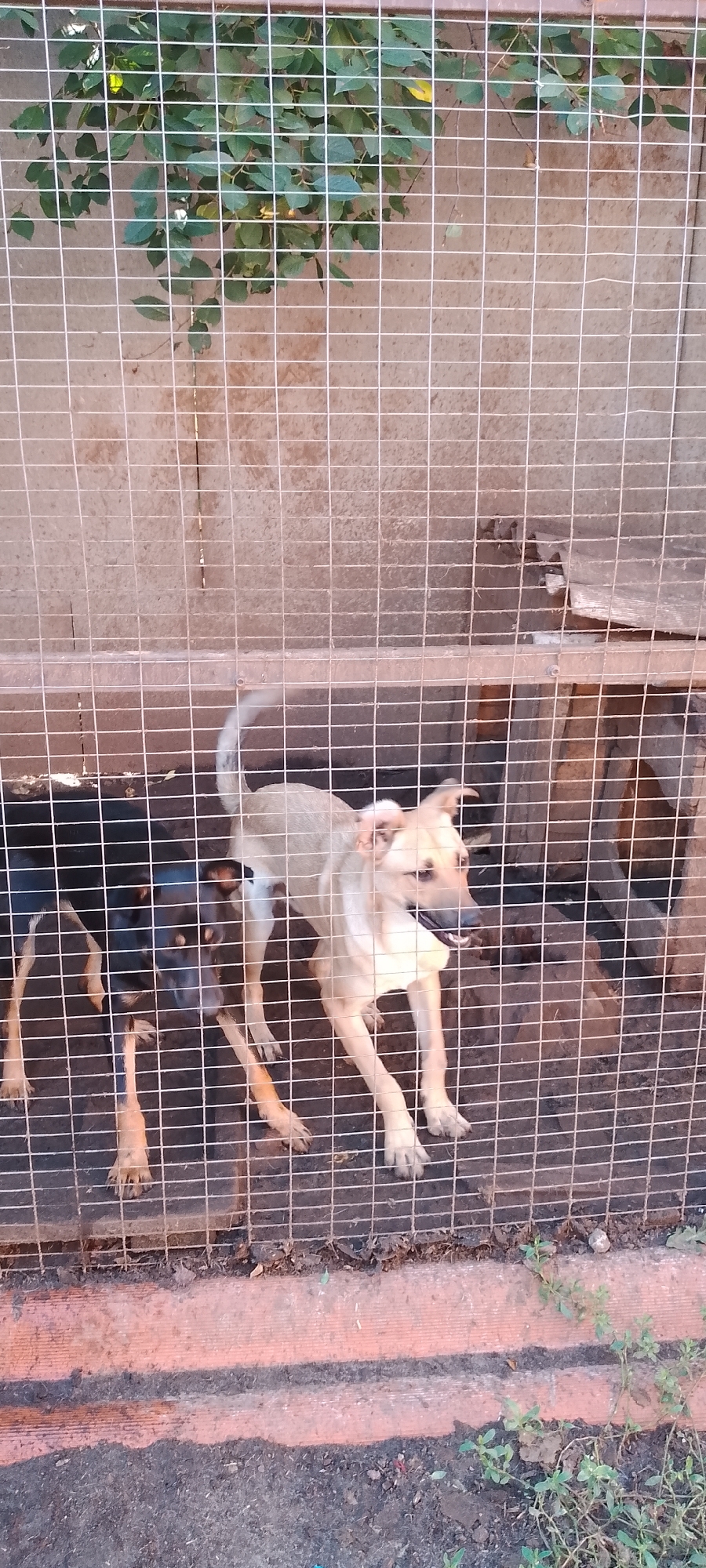 This image depicts two dogs behind a wire fence. One dog, predominantly black with some brown markings, stands on the left, facing the camera. Its head is tilted slightly downward. To its right is a lighter-colored dog, appearing tan or light brown, also standing and facing towards the right of the frame. This dog's mouth is open, and its tongue is visible, suggesting panting or an alert state. The fence is made of a grid of metal wires. Behind the fence, the background consists of a textured, possibly concrete or stucco wall, with some green foliage visible at the top left. The ground appears to be dirt and debris. The lighting suggests an outdoor environment, possibly during daylight. There is no specific indication of the location being within the city of Belgorod, Russia.