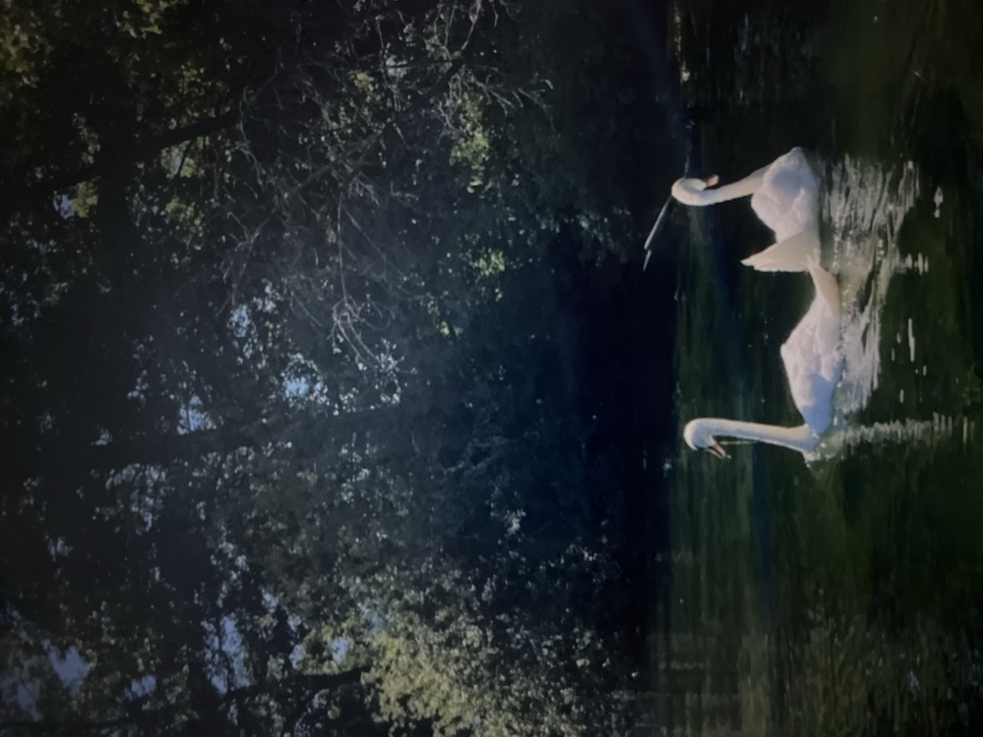 Two white swans are swimming in dark green water. The swan on the left is facing left and has its neck curved upwards. The swan on the right is facing slightly right and has its neck curved upwards and slightly to the left, with its beak open as if it is eating. The water is calm with some ripples. The background is a dense forest with dark green leaves and some dappled sunlight filtering through the trees. The overall impression is peaceful and serene.