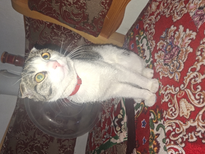 An indoor scene in Khujayli, Uzbekistan, depicts a domestic cat seated upright on a red, ornate patterned cushion or rug. The cat exhibits white fur with grey tabby markings on its head and back, features folded ears, and wears a thin red collar. Its eyes are wide and appear yellow-green. A large, transparent, spherical object, possibly glass or plastic, is visible behind and to the left of the cat. To the cat's right, a wooden furniture element and another patterned textile, darker in tone, are present in the background. The lighting suggests an interior setting.