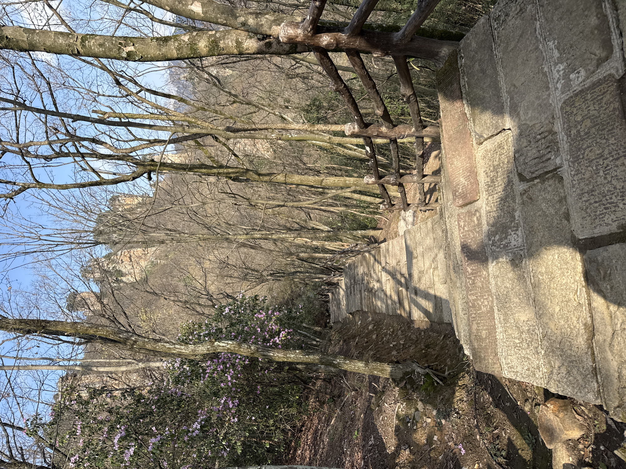 The image depicts a downward-sloping stone staircase winding through a forested mountain landscape in Wulingyuan, China. The staircase is constructed from large, somewhat uneven light-colored stone blocks, showing wear and tear. On the right side of the stairs, a rustic wooden railing, dark brown in color and composed of thick posts and horizontal logs, follows the descent. The environment is dominated by numerous trees, most of which are deciduous and bare, indicating a colder season, their intricate branches silhouetted against a clear, bright blue sky. To the left of the staircase, a denser bush is in bloom, covered in numerous small purple-pink flowers. Beyond the immediate trees, the characteristic towering sandstone pillars of the Wulingyuan scenic area are visible in the background. Sunlight casts prominent shadows across the steps and the forested ground, suggesting either morning or late afternoon light. No individuals or animals are present in the scene.