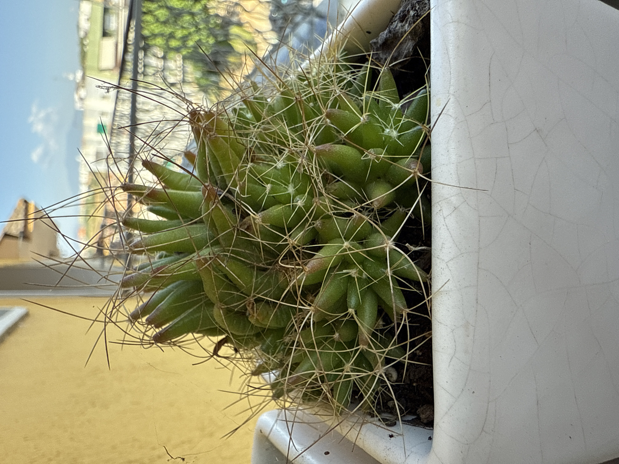 The image shows a close-up of a cactus in a white ceramic pot, with a blurred background of a city skyline and a blue sky with some clouds. The cactus is green and spiky, with many thin, sharp spines. It is planted in dark soil. The pot is white and has a cracked glaze. In the background, buildings and trees are visible, suggesting an urban environment. The lighting suggests it is daytime. The scene is likely set on a balcony or windowsill, given the view of the city and sky. This view is consistent with a location in the city of Blanes, Spain, which is a coastal town with a Mediterranean climate and a prominent cityscape visible from many vantage points. There are no people or animals present in the image.