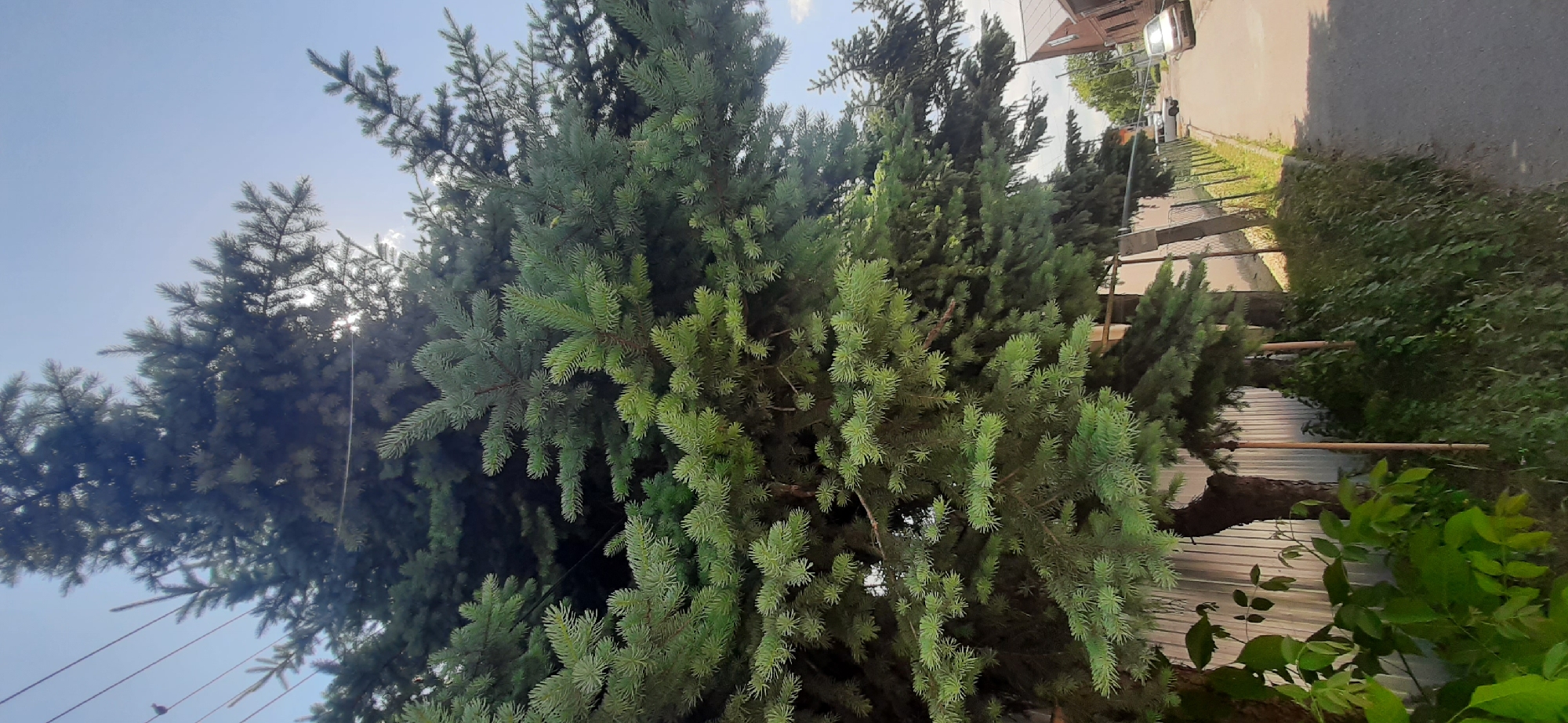 The image depicts a street scene in Yessentukskaya, Russia. A large evergreen tree dominates the foreground, its branches extending towards the sky. Beyond the tree, a grey metal fence runs along the side of a paved road. Several cars are visible parked on the road. In the background, there are buildings with brick facades. The sky is clear and blue with some clouds. The scene appears to be a typical residential street.