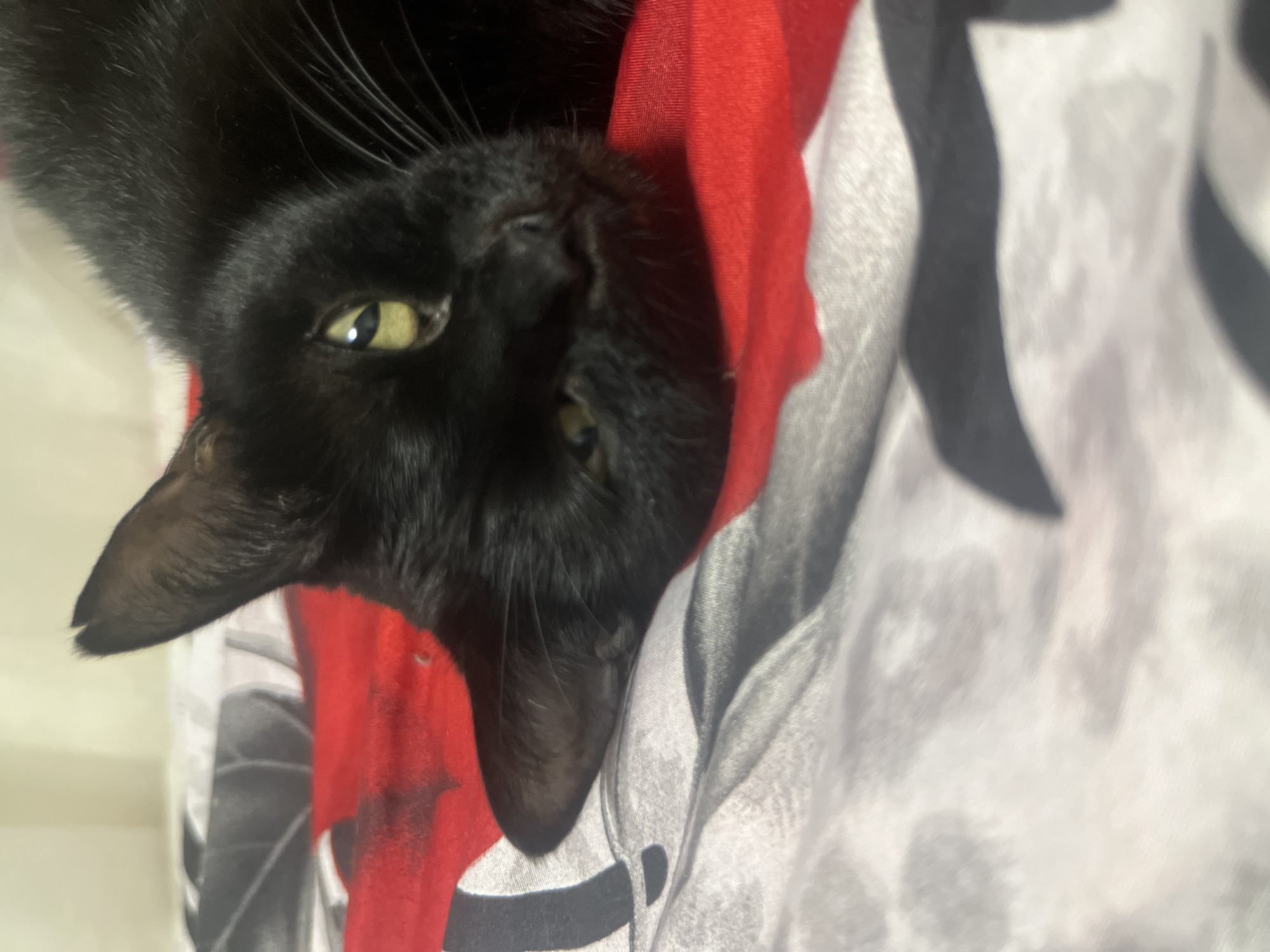 A black cat is lying on a bed with red and white patterned sheets. The cat's head is resting on its paws, and its eyes are partially closed. The background is out of focus, but it appears to be a wall or curtain. The image was taken in Tikhoretsk, Russia.