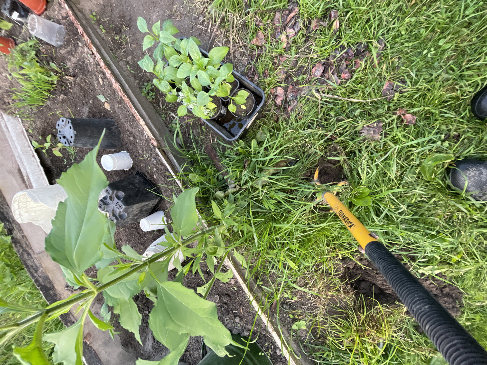 The image shows a gardener's hands holding a trowel with a yellow handle and black ribbed grip, digging into a patch of grass. The trowel has text on the yellow part that reads "TORNADICA". The gardener is wearing black boots, partially visible in the lower right corner of the image. The scene appears to be an outdoor garden area.
In the background, there are several small potted plants, likely seedlings, in a black plastic tray. There are also some empty pots and gardening supplies scattered around on the dark soil. A larger plant with broad green leaves is in the foreground, to the left. The ground is a mix of dark soil and green grass, with some dried leaves and debris visible amongst the grass.
The lighting suggests it is daytime, possibly late afternoon or early morning due to the shadows and overall brightness. The overall impression is that of a gardening task in progress, with the gardener preparing to plant or transplant. The location is identified as Zarechny, Russia. No specific weather conditions are evident, but the greenery suggests a temperate season.