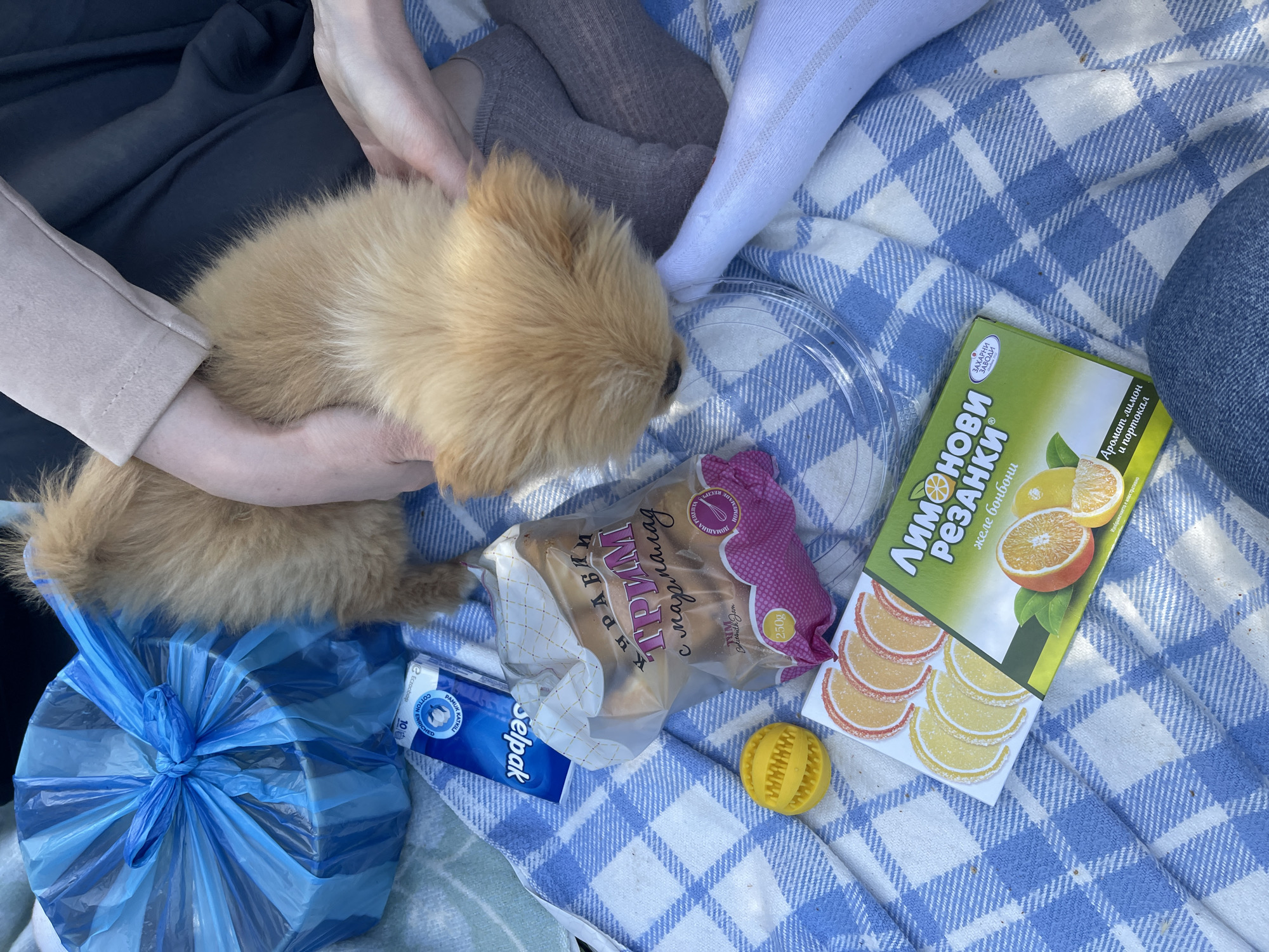 A picnic scene on a blue and white checkered blanket features an assortment of items. A small, light-brown dog is being held. Several items are strewn about the blanket: a blue plastic bag, a box of "Selpak" tissues, a package of "Kurabi" cookies, a yellow, textured ball, and a box of "Limonovi Rezanki" jelly candies. The text on the candy box is in Bulgarian and mentions lemon and orange flavors. The picnic appears to be outdoors. The city of Sofia, Bulgaria, is not identifiable from the image.
