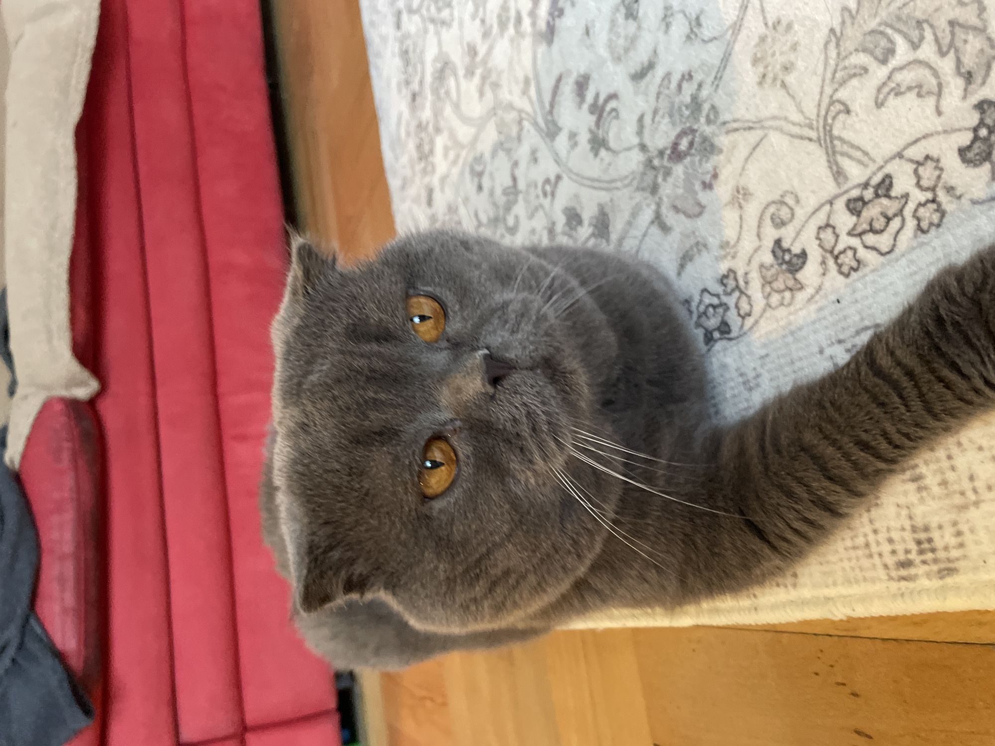 A gray Scottish Fold cat with amber eyes is lying on a patterned beige and gray rug. The cat is facing upwards, looking at the camera. Part of the cat's stretched-out paw is visible on the rug. A red padded object and light-colored wooden flooring are also visible.