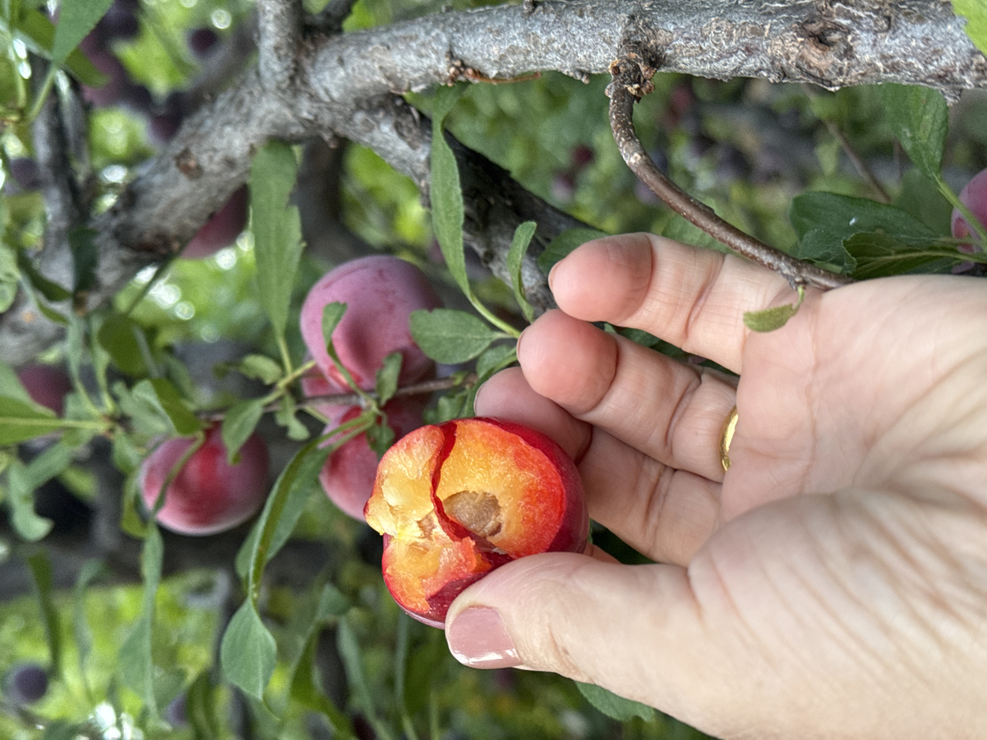 A hand holds a plum that has been bitten in half, revealing its red-orange flesh and a single pit. The plum is positioned in the foreground, with the hand's thumb and index finger visible. The background consists of a plum tree with several ripe plums and green leaves. The scene is set outdoors, likely in a garden or orchard, and the lighting suggests it is daytime. The location is the city of Avan, Armenia, implying a temperate climate suitable for plum cultivation. The overall impression is one of fresh, ripe fruit ready for consumption.