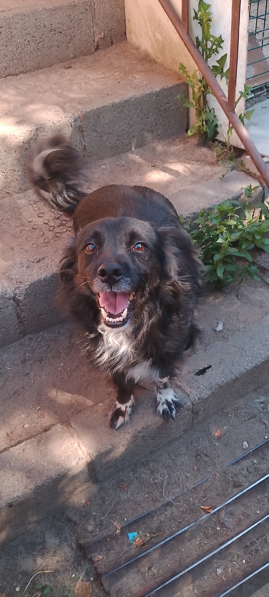 An overhead, full shot shows a black dog with a fluffy tail and chest lying on concrete steps outdoors. The dog is panting with its mouth open and tongue hanging out, and its eyes are open and directed toward the camera. The dog's paws have white markings. Green weeds are growing from cracks in the concrete steps and next to a rusty metal railing. The scene appears to be in a courtyard or alleyway, with shadows cast from sunlight. The image does not contain information that places it specifically in Belgorod, Russia.