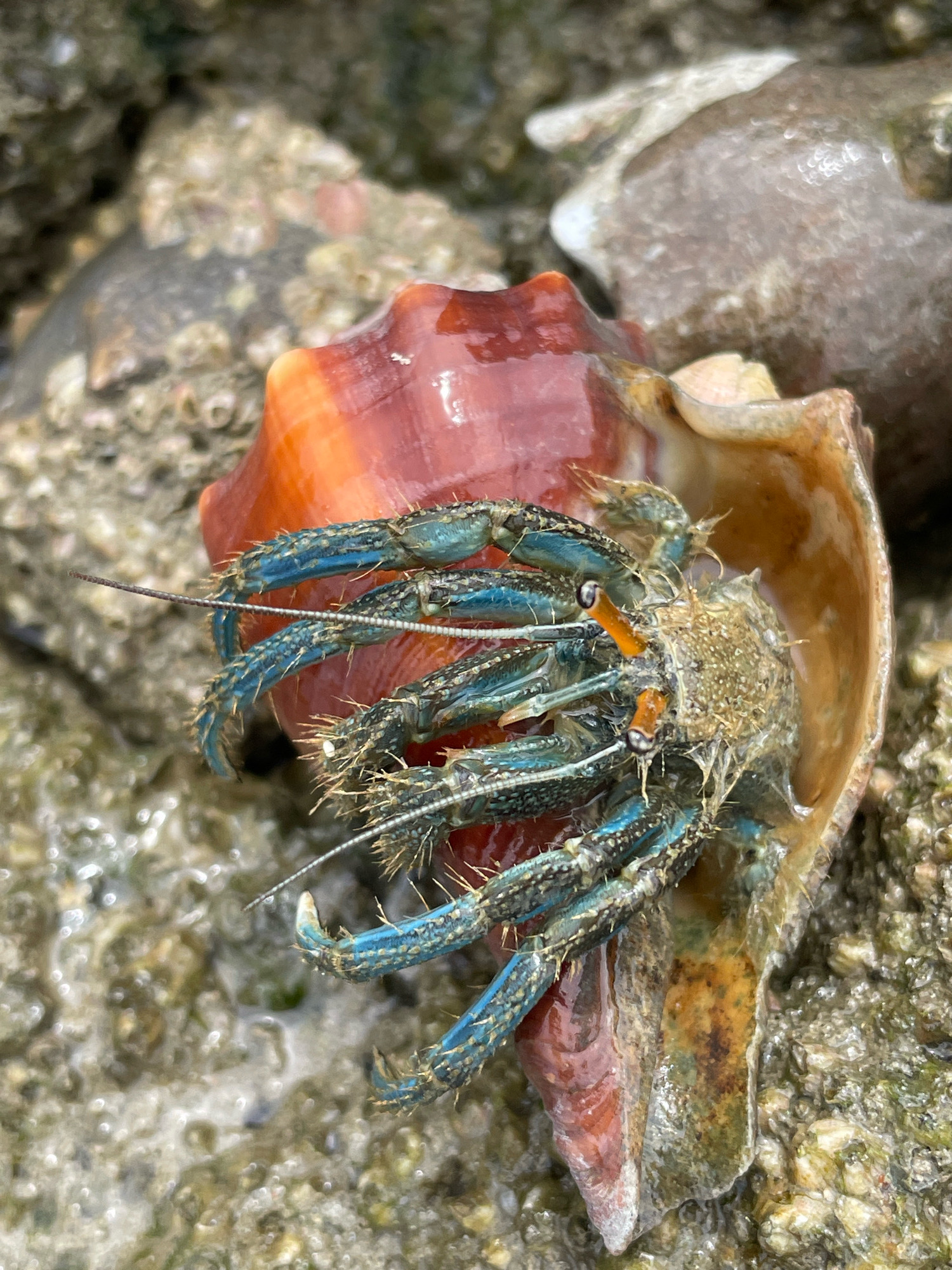 A hermit crab with blue legs and orange antennae is shown on a shell in Pattaya, Thailand. The crab is partially emerged from its shell, with its legs extended. The shell is a spiral seashell with a reddish-orange exterior and a tan interior. The crab and shell are resting on a rocky, wet surface, likely on the shore.