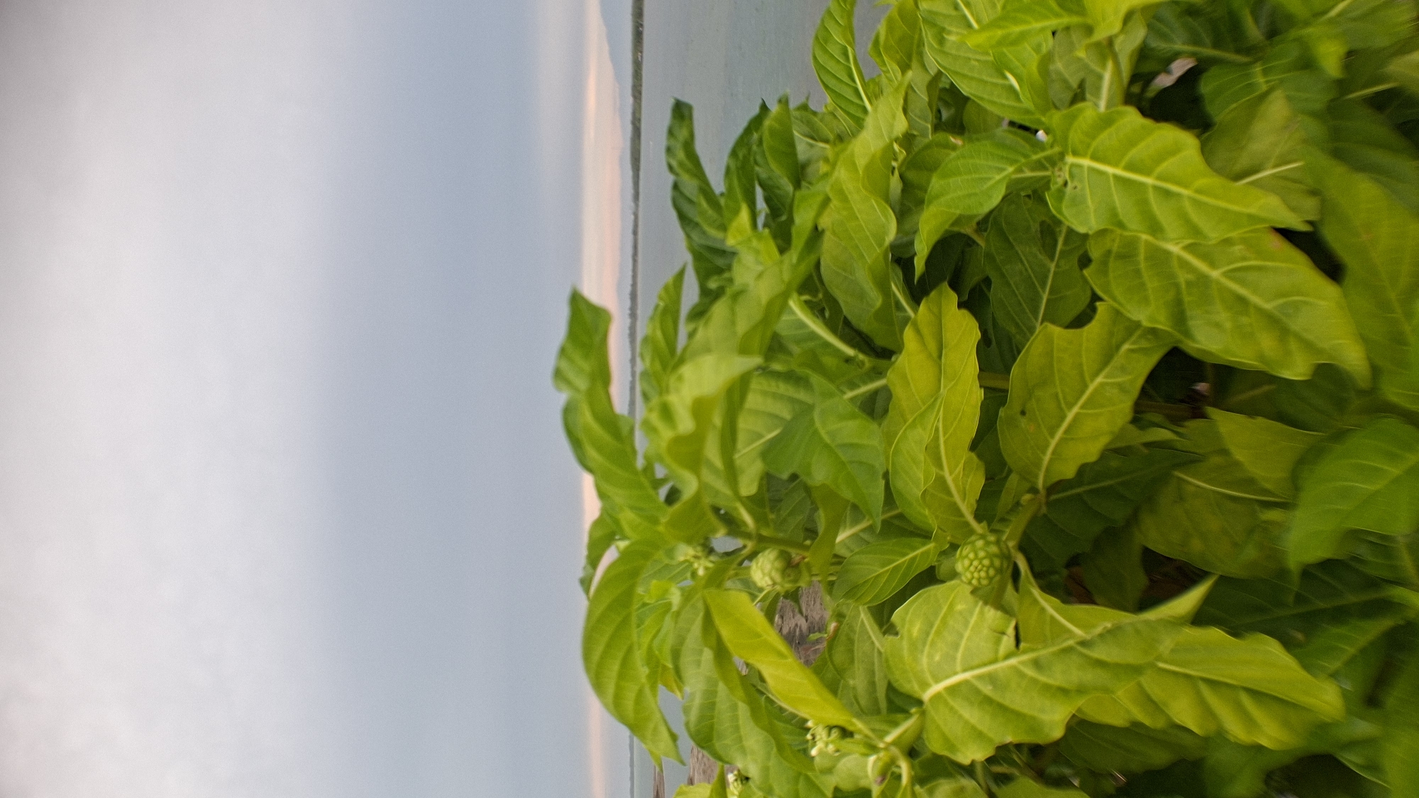 A close-up shot of bright green, leafy plants with small, round, green fruits is featured in the foreground. The leaves are broad and textured, with visible veins. In the background, a calm body of water stretches towards a hazy horizon, with distant land formations visible. The sky above is overcast, with soft gradients of gray and pale pink near the horizon. The scene appears to be outdoors, possibly near a coastline or a large body of water.