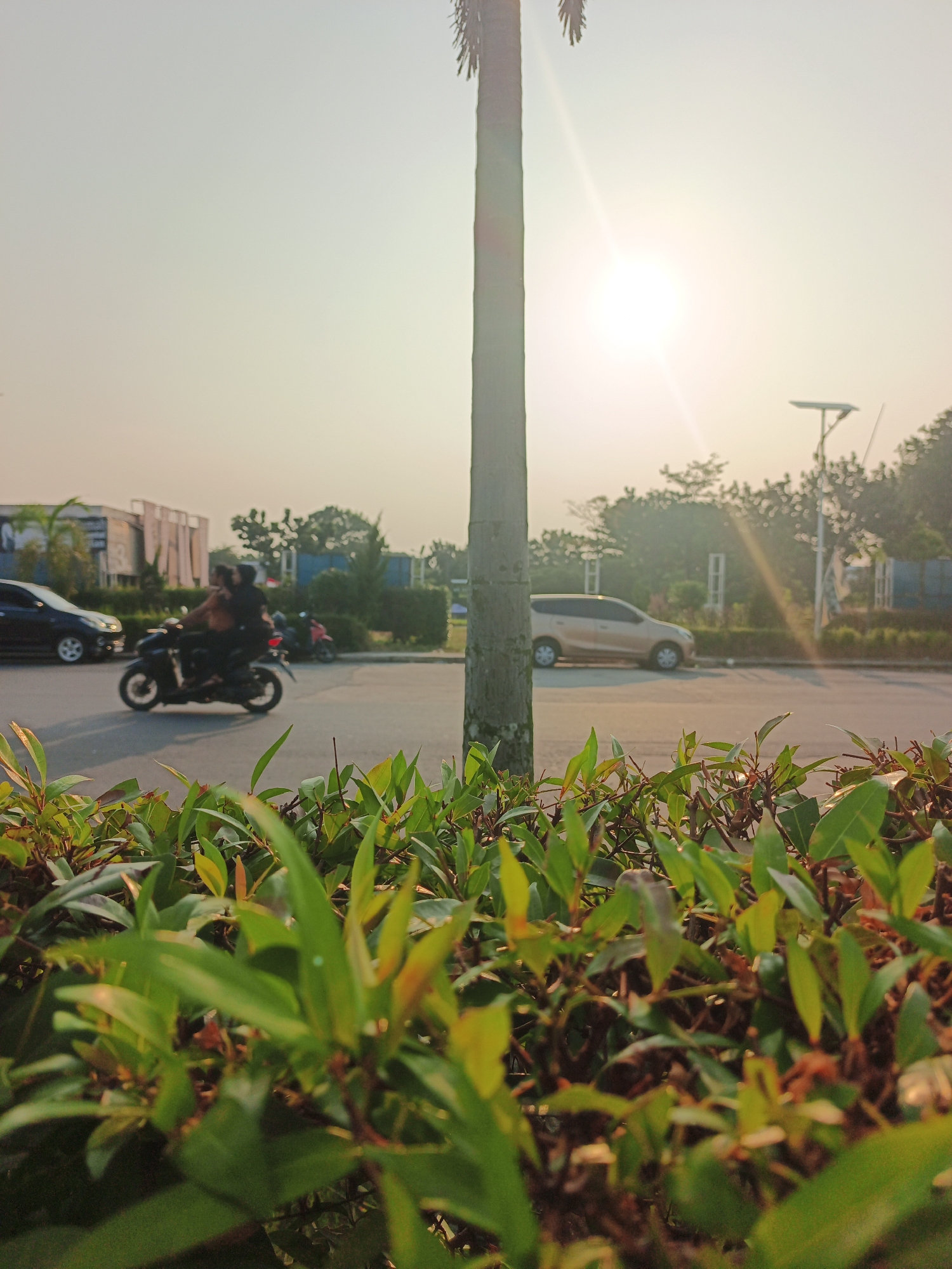 The image shows a street scene in Batam, Indonesia, during a bright, hazy sunset. In the foreground, a dense hedge of green leaves with some reddish-brown tips is in sharp focus. Behind the hedge, a tall, slender palm tree trunk stands vertically off-center to the right. The middle ground features a paved road with traffic. A motorcycle carrying two people, likely a couple, travels from left to right, its wheels blurred due to motion. To the left of the motorcycle, a dark car is visible, also in motion. Further back, a light-colored SUV is parked on the side of the road. The background consists of buildings, trees, and utility poles under a bright, sunlit sky with a hazy glare. The overall impression is one of a common urban street scene at the end of the day, with natural elements like the hedge and palm tree juxtaposed with man-made structures and vehicles.