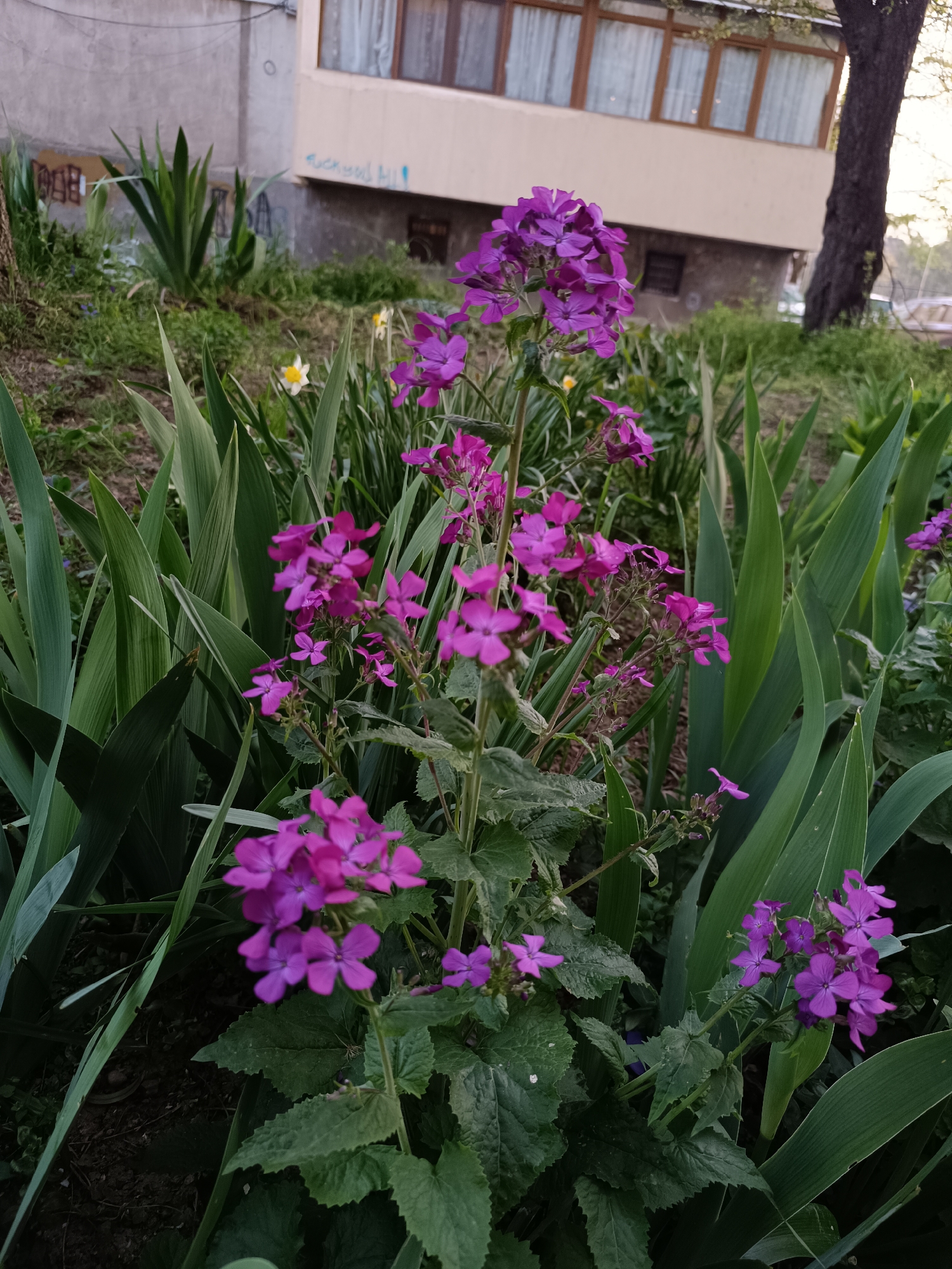 This media file presents a close-up view of a garden bed in Pleven, Bulgaria, featuring several stalks of vibrant purple flowers, likely Honesty (Lunaria annua), characterized by their clusters of four-petal blooms. These are interspersed among tall, sword-shaped green leaves, possibly from irises or similar plants. In the mid-ground, a single yellow daffodil is visible.
The scene appears to be set in late afternoon or early evening, or on an overcast day, indicated by the soft, diffused lighting. In the background, a light-colored building with multiple windows, some fitted with curtains, stands behind the foliage. A dark tree trunk is visible on the far right. The building's darker base features visible graffiti. On the left side of the base, faded, blocky text, resembling "00B", is partially discernible. More clearly, the phrase "FUCK YOU ALL!" is spray-painted in light blue or white on the right side of the building's base. No people or specific activities are depicted, focusing instead on the plants and urban backdrop.