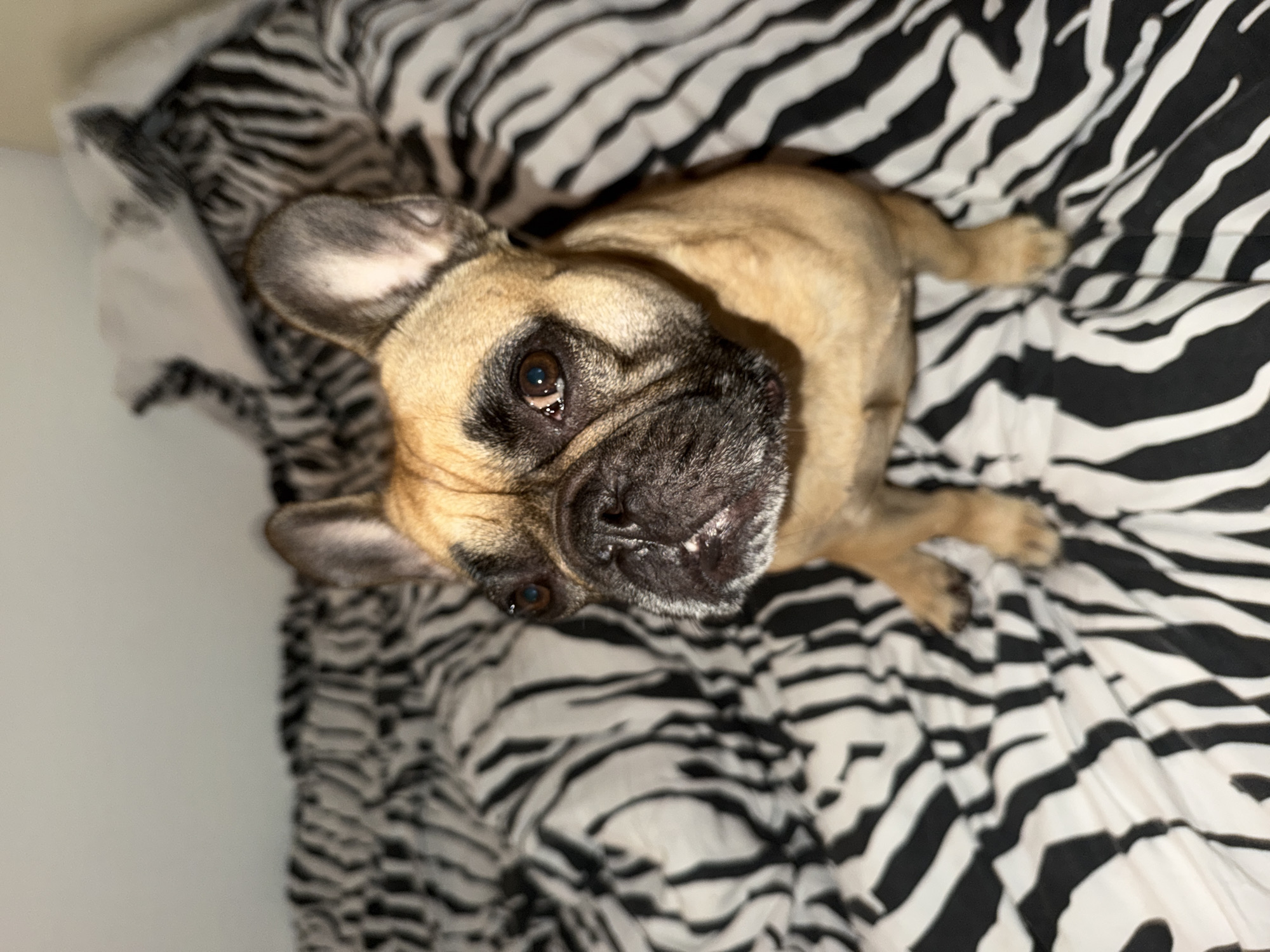 An adult French Bulldog is resting on a bed with black and white zebra-patterned bedding. The dog is fawn-colored with a black muzzle and dark eyes. It is sitting upright, facing the left of the frame, with its head tilted slightly upwards. The background consists of the same zebra-patterned bedding and a plain light-colored wall. The image appears to be taken indoors, possibly in a bedroom. There is no indication of the location in Baloži, Latvia.