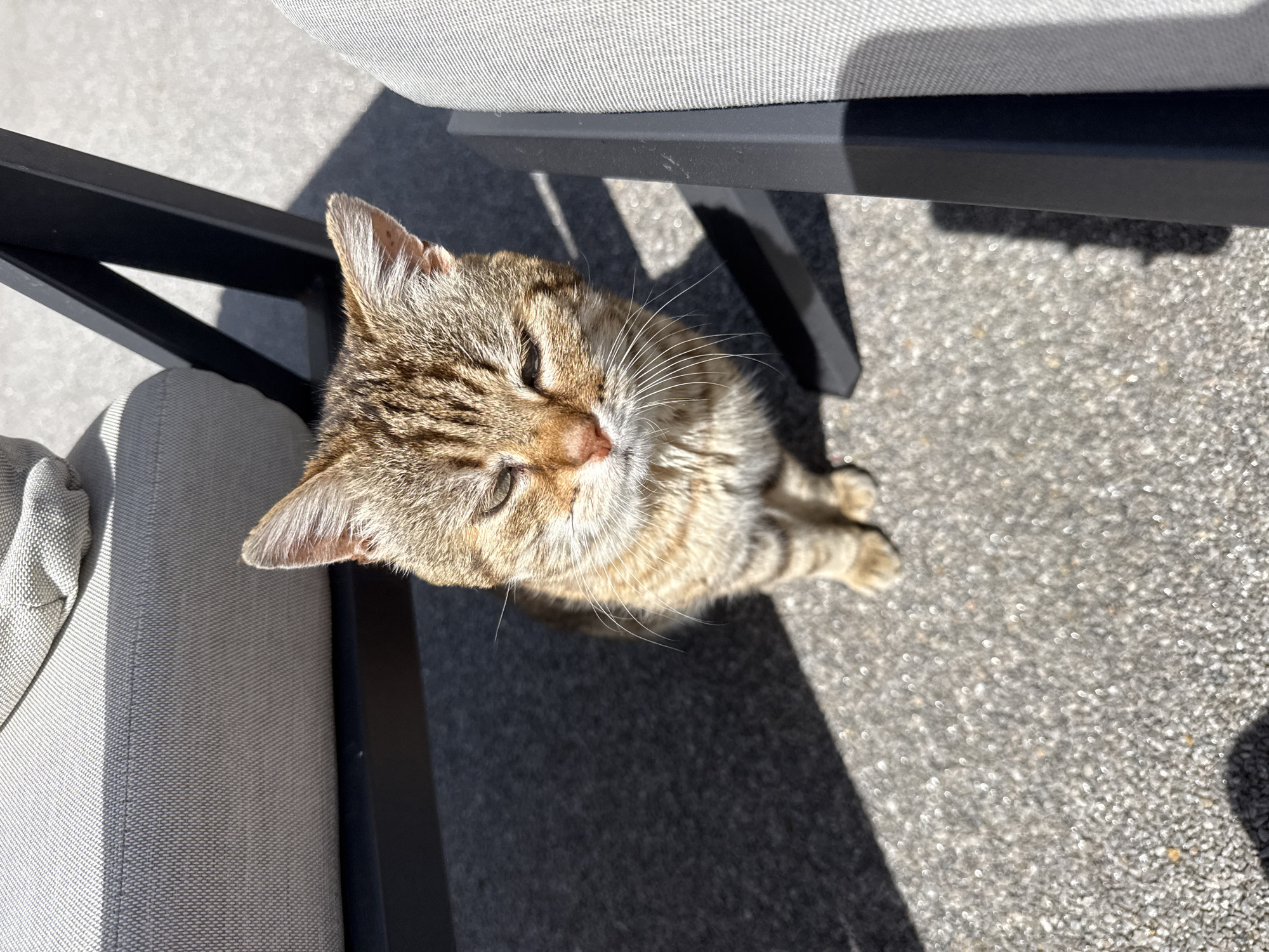 A tabby cat sits on a paved surface, likely concrete, in Veauchette, France. The cat is positioned between and under two sections of what appears to be outdoor furniture, including a gray cushioned seat and a black metal frame. The cat's head is tilted upwards, looking towards the camera with mostly closed eyes. Sunlight creates strong shadows, indicating a bright day. The cat appears relaxed.