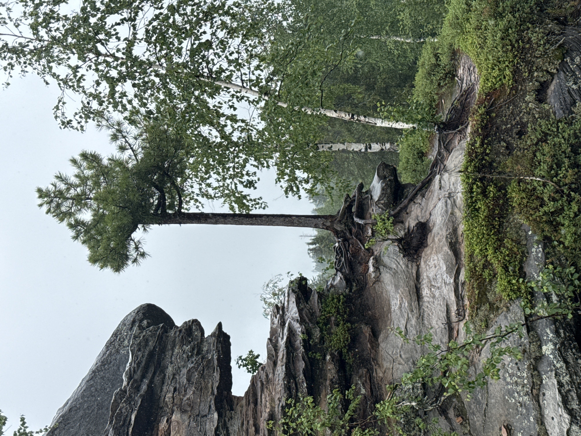 A lone pine tree with exposed roots grows from a rocky ledge, surrounded by lush green foliage and moss. Behind the pine, a stand of birch trees with white bark adds texture to the scene. The rocks are layered and eroded, with a natural archway visible on the left side. The overcast sky suggests a damp or rainy day, with a few specks that could be raindrops or falling leaves. The environment appears to be a natural, possibly forested area.