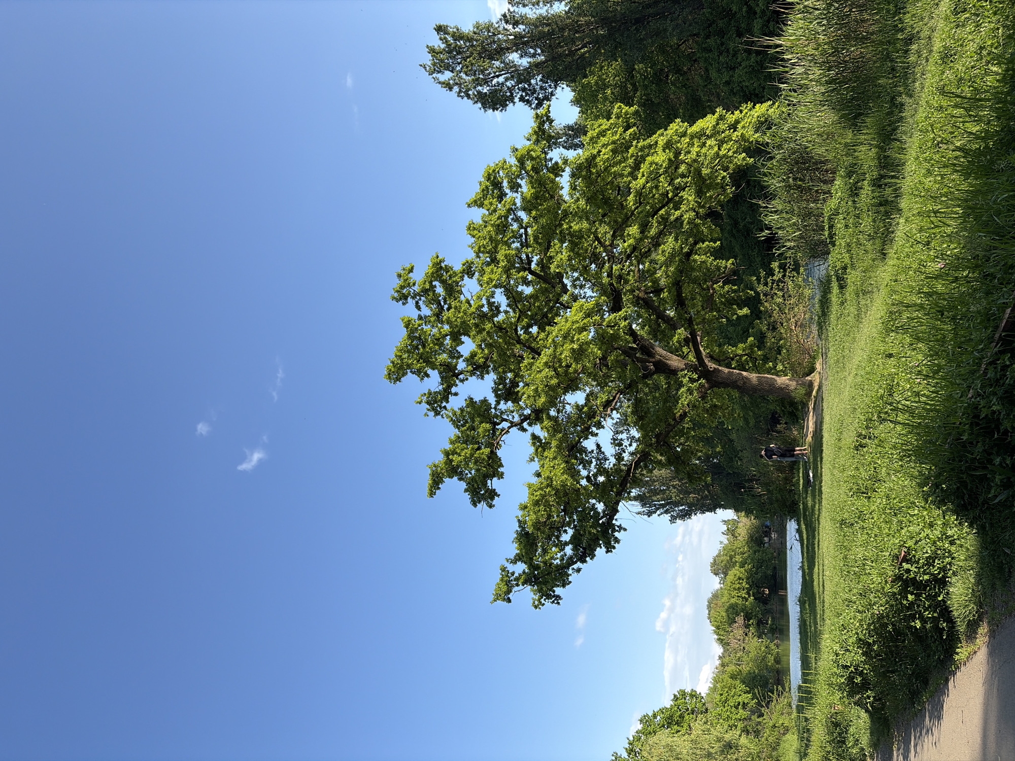 A daytime shot of a park landscape in Krasnodar, Russia, taken from a slightly low angle. The dominant feature is a large, mature tree with full green foliage, positioned on the right side of the frame. Its branches reach out towards a clear, bright blue sky, which occupies the majority of the left side of the image.
To the right of the tree is a grassy area with tall, green plants, bordering a body of water, likely a lake or a pond. The water reflects the sky and surrounding trees. A path is visible on the bottom right, suggesting a walking trail.
In the background, across the water, is dense vegetation, including more trees and bushes. The lighting indicates a sunny day, casting shadows and highlighting the greenery.
Near the base of the tree, two indistinct figures are present, possibly people walking or standing. The environment is natural and appears to be a public park setting.