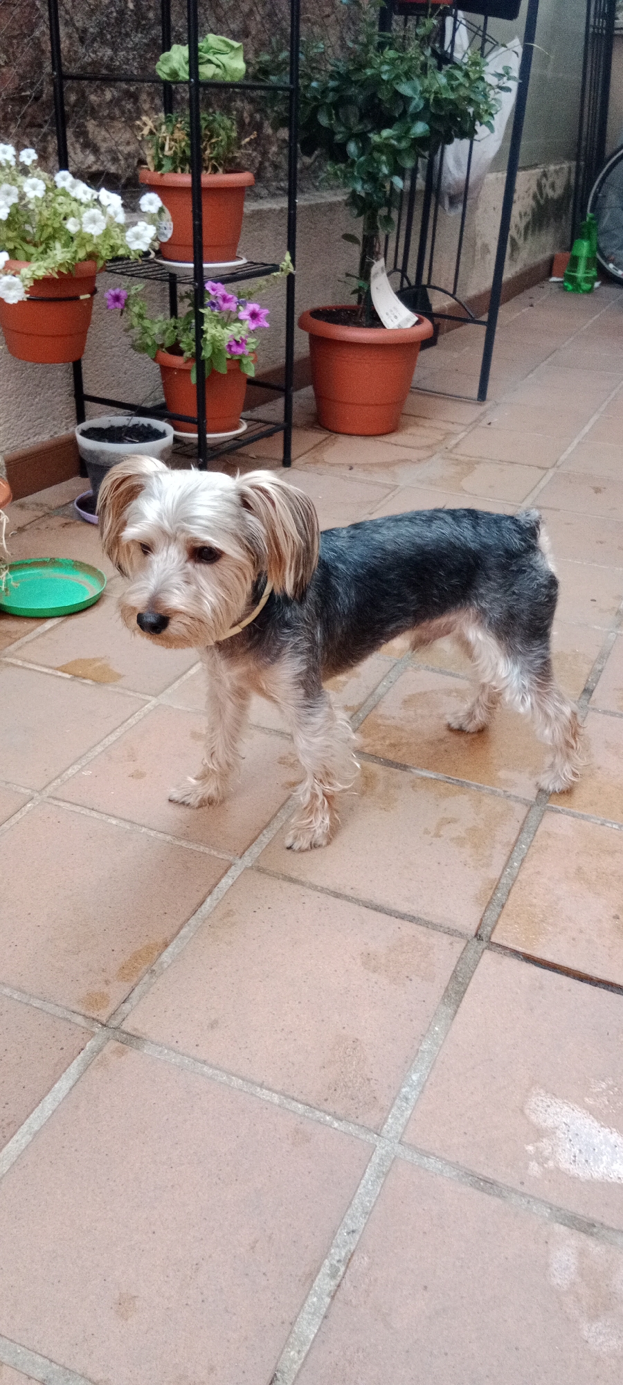 A small, gray and tan Yorkshire Terrier stands on a tiled patio in Galapagar, Spain. The dog is facing left, with its head turned to look towards the camera. The dog has its tail slightly raised and appears to be alert. Behind the dog, there is a black metal plant stand holding several potted plants. The plants include white and pink petunias, and a small, leafy green plant. The patio is made of terracotta-colored tiles, and there are some water spots on the tiles. In the background, a stone wall is visible, and further back, there is a bicycle wheel and a green spray bottle. The scene appears to be an outdoor patio area.