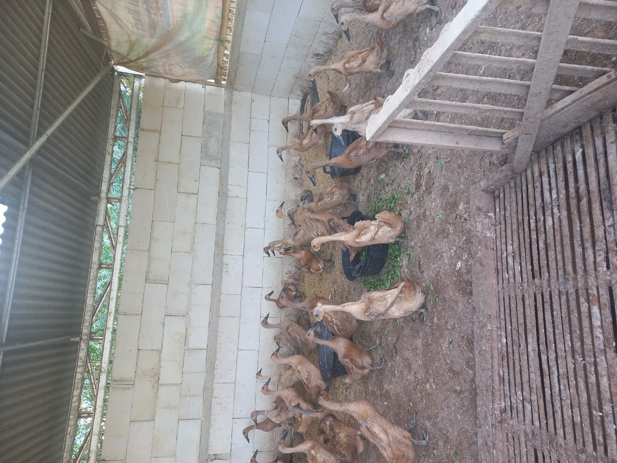 A flock of approximately 25 ducks are housed in a partially open, covered enclosure. The enclosure has a corrugated metal roof supported by metal beams, and the walls are constructed from white concrete blocks. The ground inside is dirt mixed with straw and scattered green vegetation. Two black plastic troughs are present, one empty and one with a small amount of green material. In the foreground, a rustic wooden fence or ramp structure is visible. The background shows greenery beyond the enclosure. The scene is consistent with a duck farm in Sedadi, Indonesia.