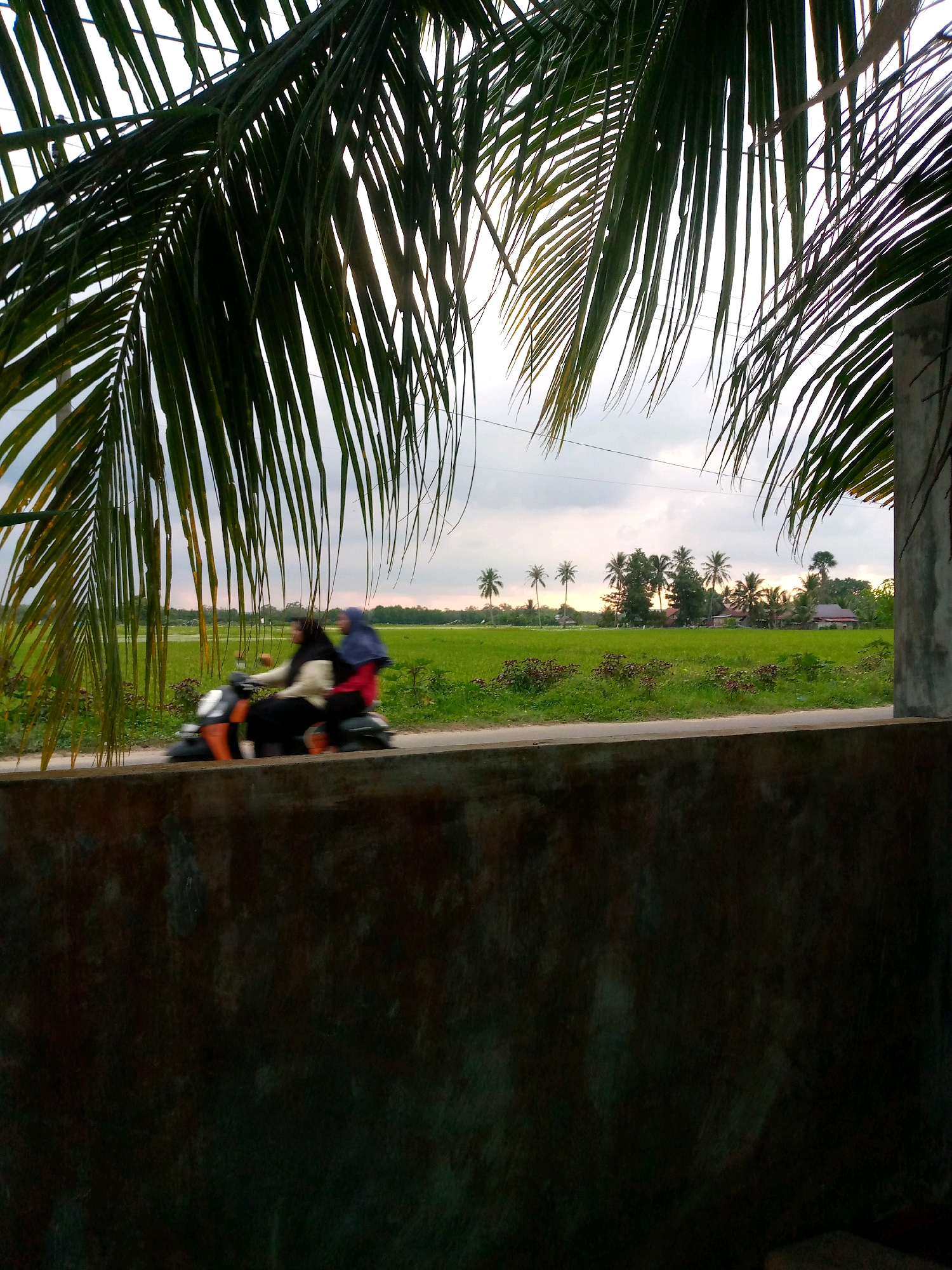 A medium shot captures two individuals on a scooter, traveling from left to right on a paved road that runs horizontally through the frame. The scooter is predominantly orange and black. The person in front appears to be driving, wearing a light-colored shirt and dark pants, with their hair covered. The person behind them is wearing a red shirt and a blue head covering. They are both slightly blurred due to motion.
The road is bordered by a low, dark, textured wall in the foreground, which takes up the bottom third of the image. Behind the road, a lush, green field stretches towards the horizon, with scattered trees and some houses visible in the distance. The sky above is overcast with hints of a sunset, casting a soft, diffused light. Palm fronds hang from the top left and right of the frame, partially obscuring the scene and creating a tropical atmosphere. The overall impression is a snapshot of daily life in a rural, possibly tropical, setting.