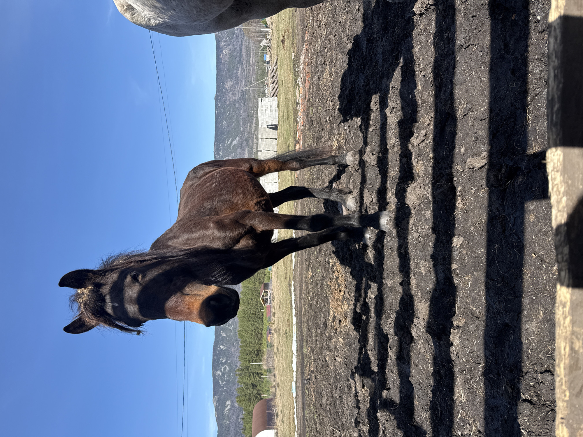 A dark brown horse stands in a paddock or enclosure under a clear, bright blue sky, with mountains visible in the distance. The image is captured on a sunny day, indicated by the strong, elongated shadows cast across the dark, disturbed earth in the foreground. These parallel shadows likely originate from a fence or barrier situated to the right of the frame.
The horse is the central subject, positioned towards the left side of the frame and facing left. Its coat is dark brown, and its head and upper body are partially illuminated by direct sunlight, while other areas are in shadow, highlighting its contours. Its mane and forelock are visible. In the upper right corner (as if the image were rotated to standard landscape orientation), a portion of a lighter-colored, possibly white or grey, horse is visible, suggesting another animal is nearby.
The ground is a mixture of dark soil, possibly mud, and some sparse dry grass or hay. In the mid-ground, beyond the paddock, there are scattered small buildings or structures and fences, with a line of trees or shrubs beyond them. The distant background features prominent mountains, characteristic of a mountainous or hilly region. The overall scene suggests a rural or semi-rural setting. There is no visible text in the image.