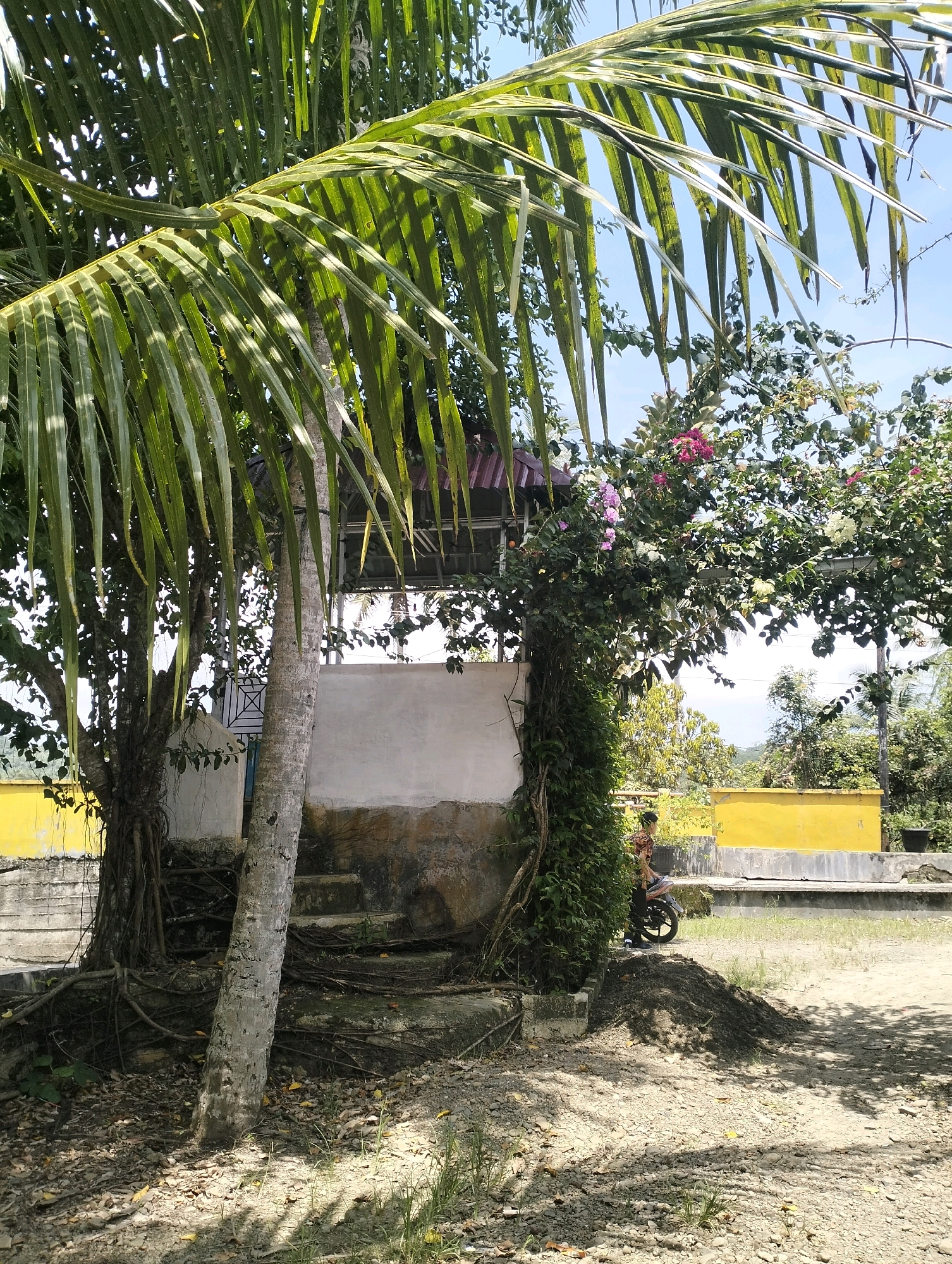 In Ndraso Hilisimaetano, Indonesia, a palm tree with large fronds dominates the foreground, obscuring a partially visible building with a white wall and a yellow accent. Vines climb around a tree trunk to the left of the building. Steps lead up to the structure. A person on a motorcycle is visible on the right side of the image, near the yellow wall. The ground is covered with dirt, pebbles, and fallen leaves. The sky is visible through the palm fronds.