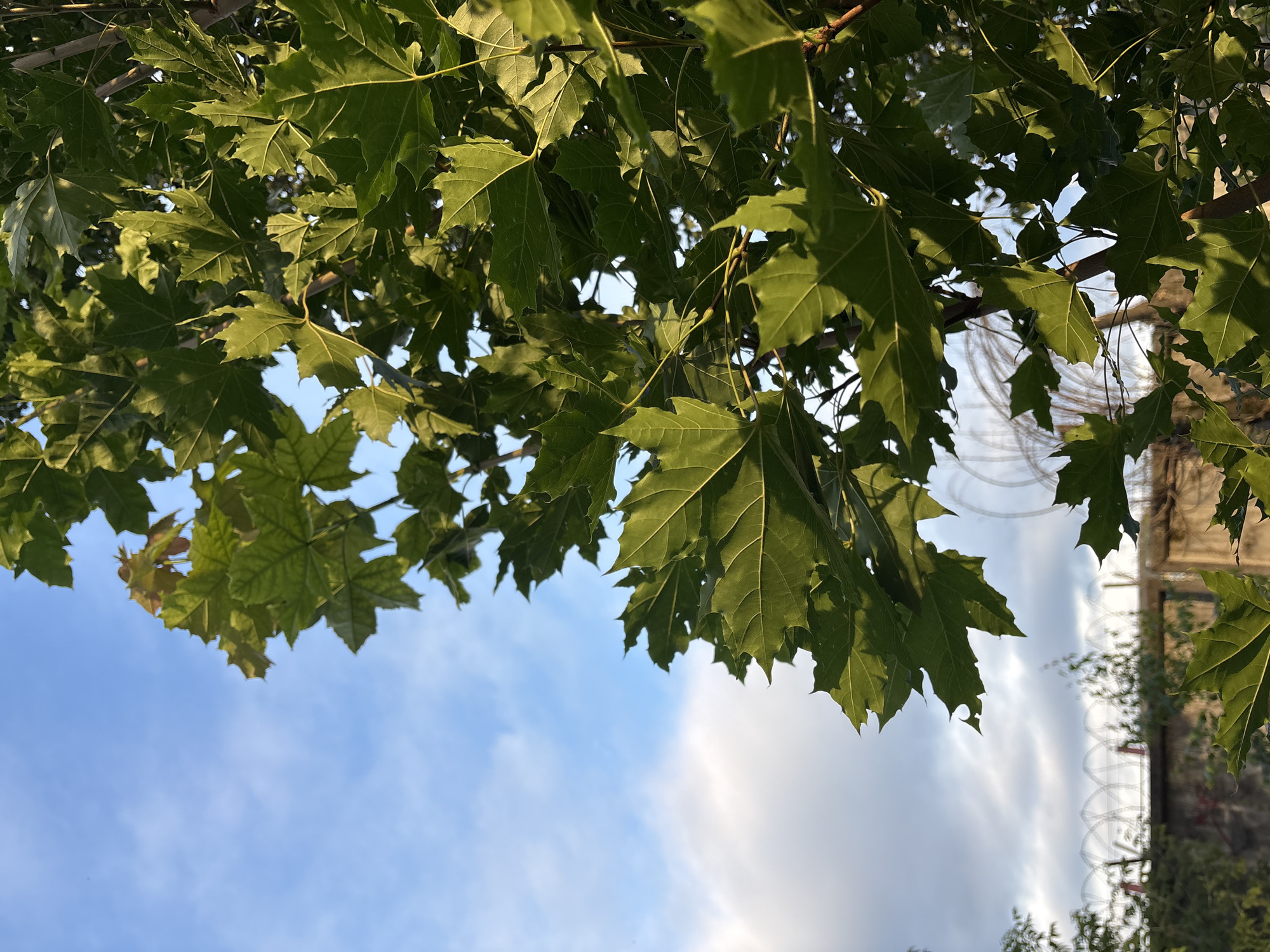 In Krasnokamsk, Russia, a close-up shot captures the vibrant green leaves of a maple tree against a backdrop of a dynamic sky. The leaves, detailed with prominent veins, are illuminated by the warm glow of the sun, casting dappled shadows. In the distance, a wall topped with barbed wire suggests a secured or industrial area, with hints of urban structures and vegetation peeking through. The sky transitions from a bright, clear blue on the left to a more overcast, cloud-filled expanse on the right, indicating a changing weather pattern. The overall scene blends natural elements with the signs of human infrastructure.