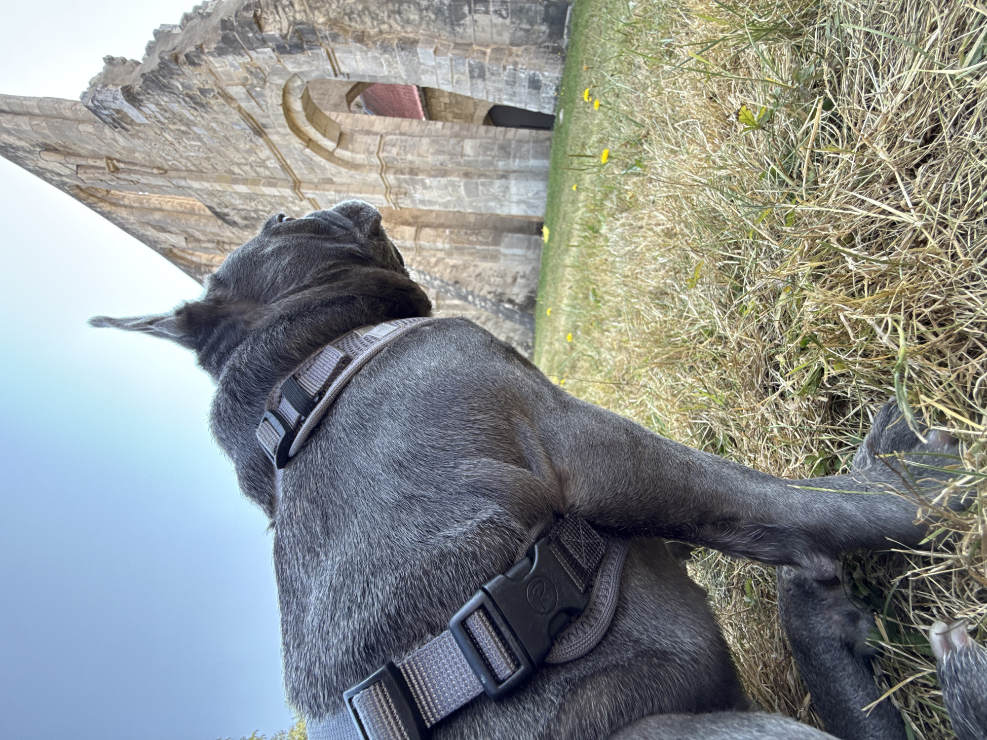 In Walkenried, Germany, a grey French bulldog wearing a harness is positioned in the foreground, facing away from the camera and looking towards a ruin. The dog is on a grassy area with sparse yellow wildflowers. Behind the dog, the stone ruins of an old building, possibly a monastery, rise up against a clear blue sky. The architecture features arched doorways and weathered stone walls. The scene is captured from a low angle, emphasizing the dog's perspective.