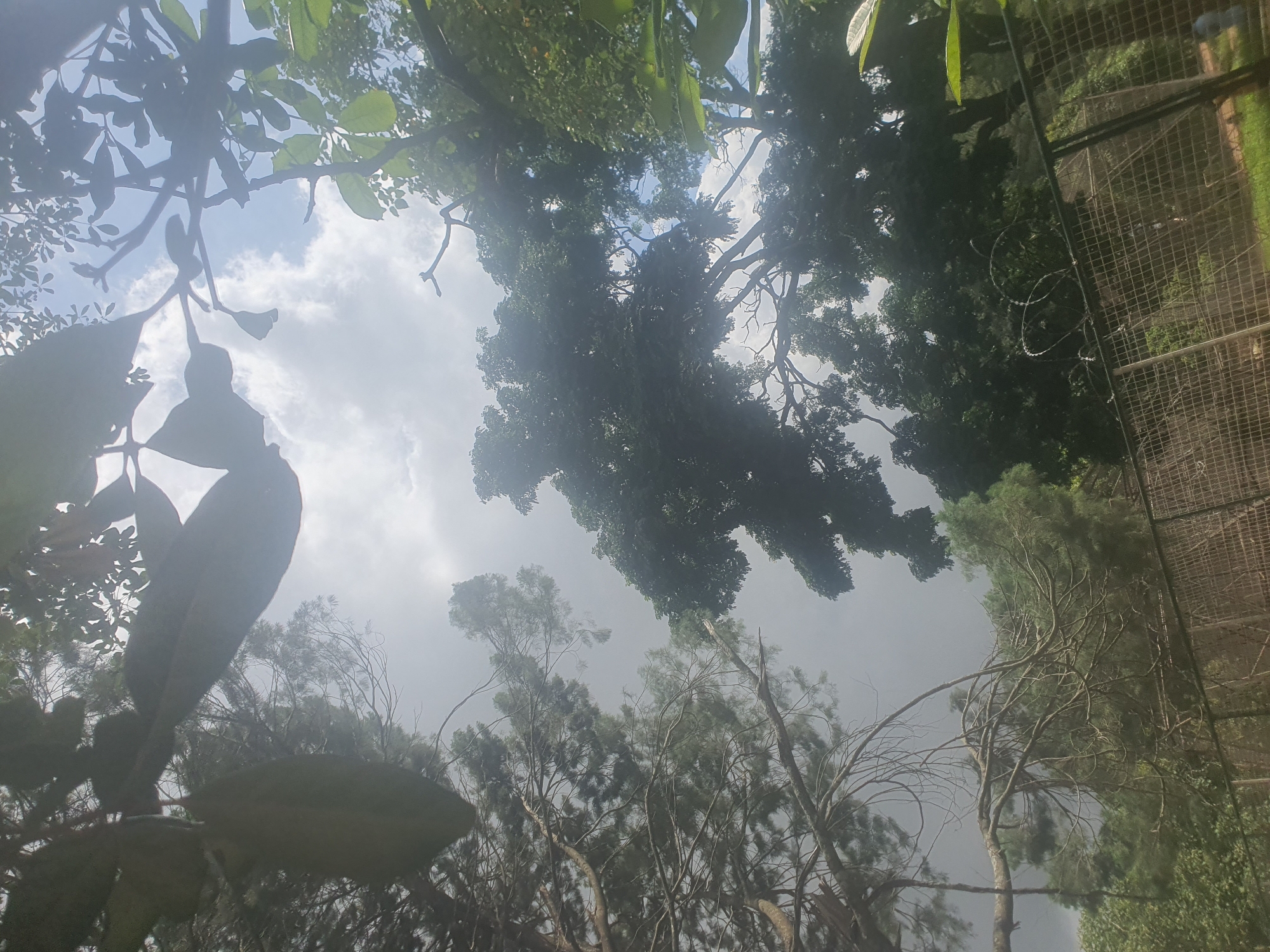 This is an upward-facing shot of a lush, green environment, likely a park or botanical garden, under a bright, cloudy sky. The perspective is from the ground looking up through the canopy of various trees and large-leafed plants. In the foreground, large, dark green leaves are prominent, some silhouetted against the sky.
In the mid-ground and background, a dense array of trees with complex branching structures is visible. The foliage ranges from deep green to lighter, more feathery leaves, suggesting a diverse collection of plant life. The sky is predominantly overcast with bright white clouds, indicating it might be midday or late afternoon with diffused sunlight.
To the right of the frame, a wire mesh fence runs vertically, suggesting the area might be an enclosure, possibly a zoo or aviary. Some coiled wire, possibly barbed wire, is visible on the ground near the fence, hinting at security measures. The overall impression is one of dense vegetation and a somewhat enclosed natural space. There is no visible text in the image.