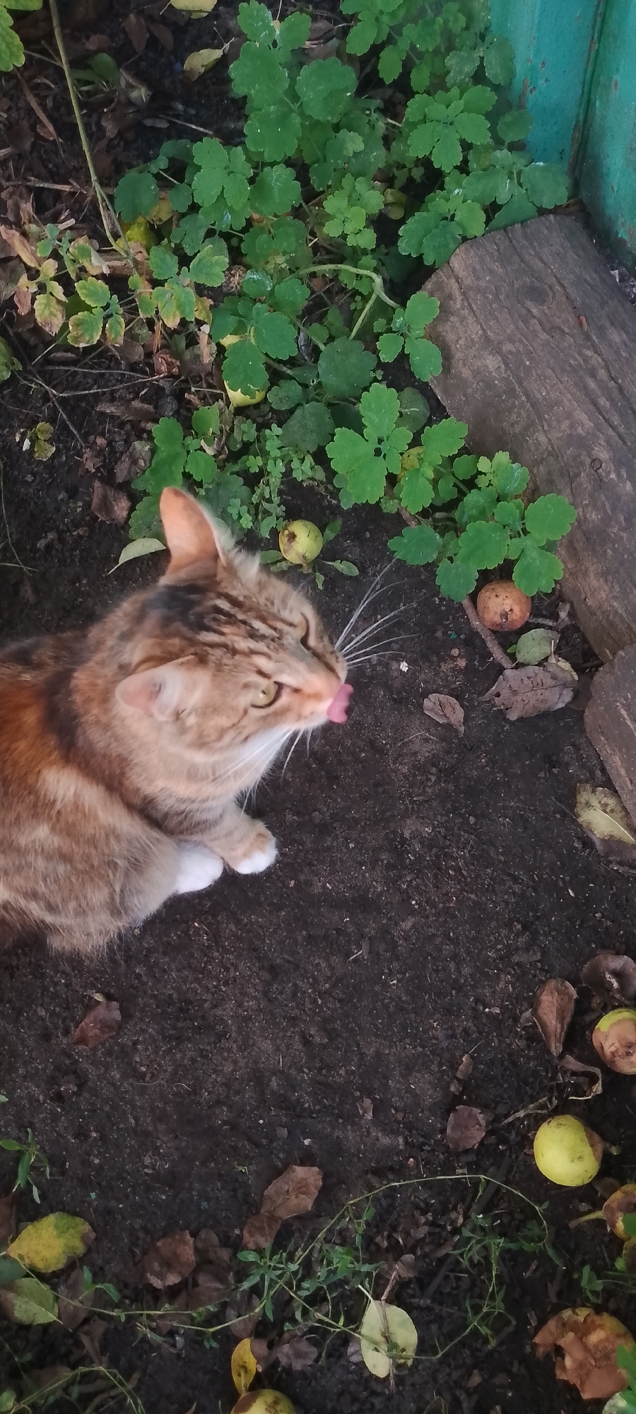 The image shows a ginger-colored cat with white paws licking its nose. The cat is lying on dark soil amongst fallen leaves and small green plants. Several small, light-green, round fruits are scattered on the ground around the cat. In the background, to the right, is a weathered wooden plank and a portion of a turquoise-colored structure. The scene appears to be outdoors, possibly in a garden or yard. There is no information within the image to suggest the location is in Belgorod, Russia.