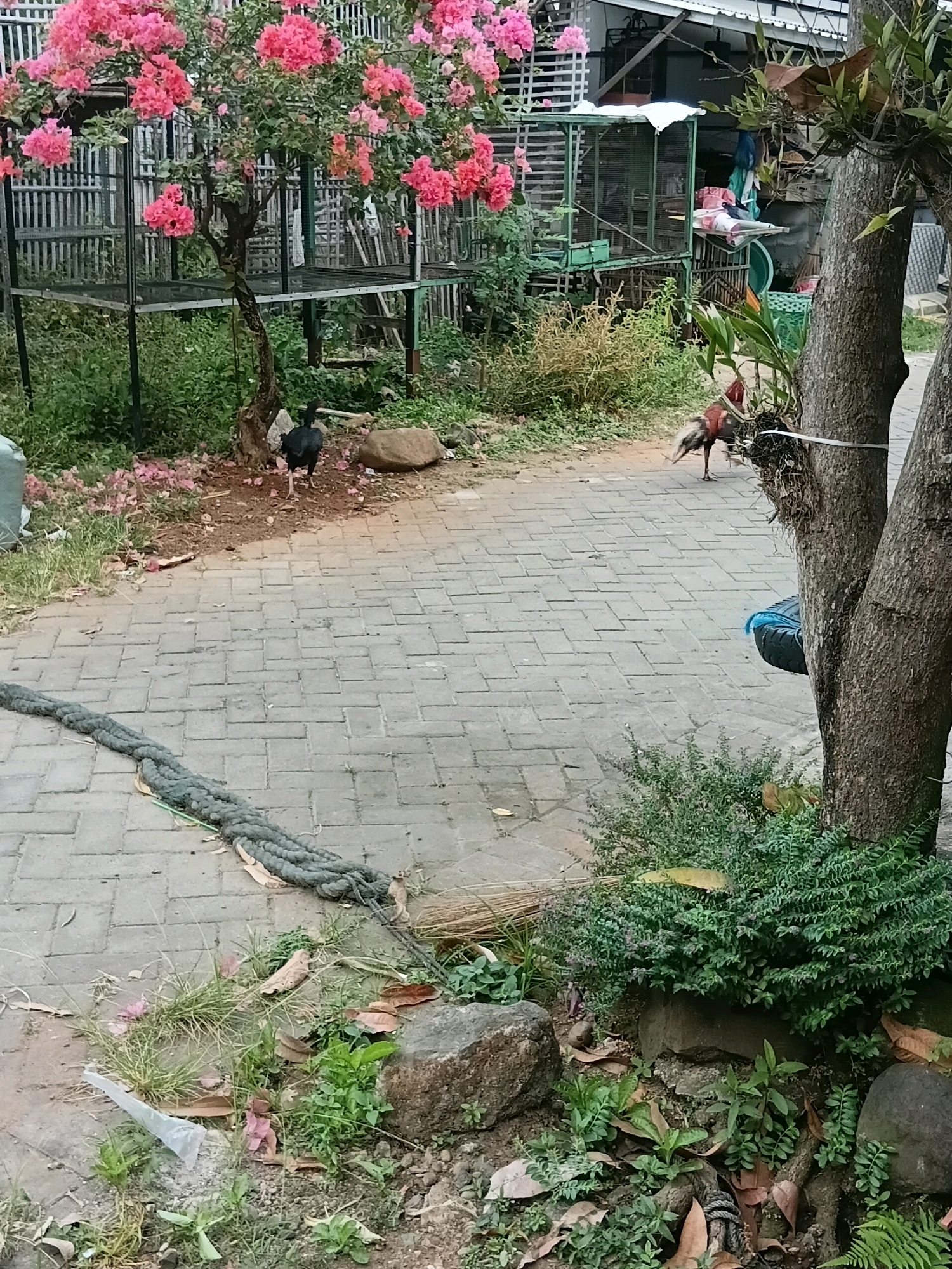 The image depicts an outdoor scene with a paved walkway and surrounding vegetation. A large tree with rough bark stands prominently in the foreground on the right, with a smaller tree to its left. Pink and red bougainvillea flowers bloom abundantly on the tree to the left, cascading over its branches. Two chickens, one black and one with red and brown plumage, are present on the ground. The black chicken stands near a large rock, while the rooster-like chicken is further back, walking away from the camera. A thick, grey rope is coiled on the paved walkway, extending from the left side of the frame. In the background, there are cages, possibly for birds, and buildings. The environment appears to be a residential or semi-rural area, consistent with a location like Cikal, Indonesia.
