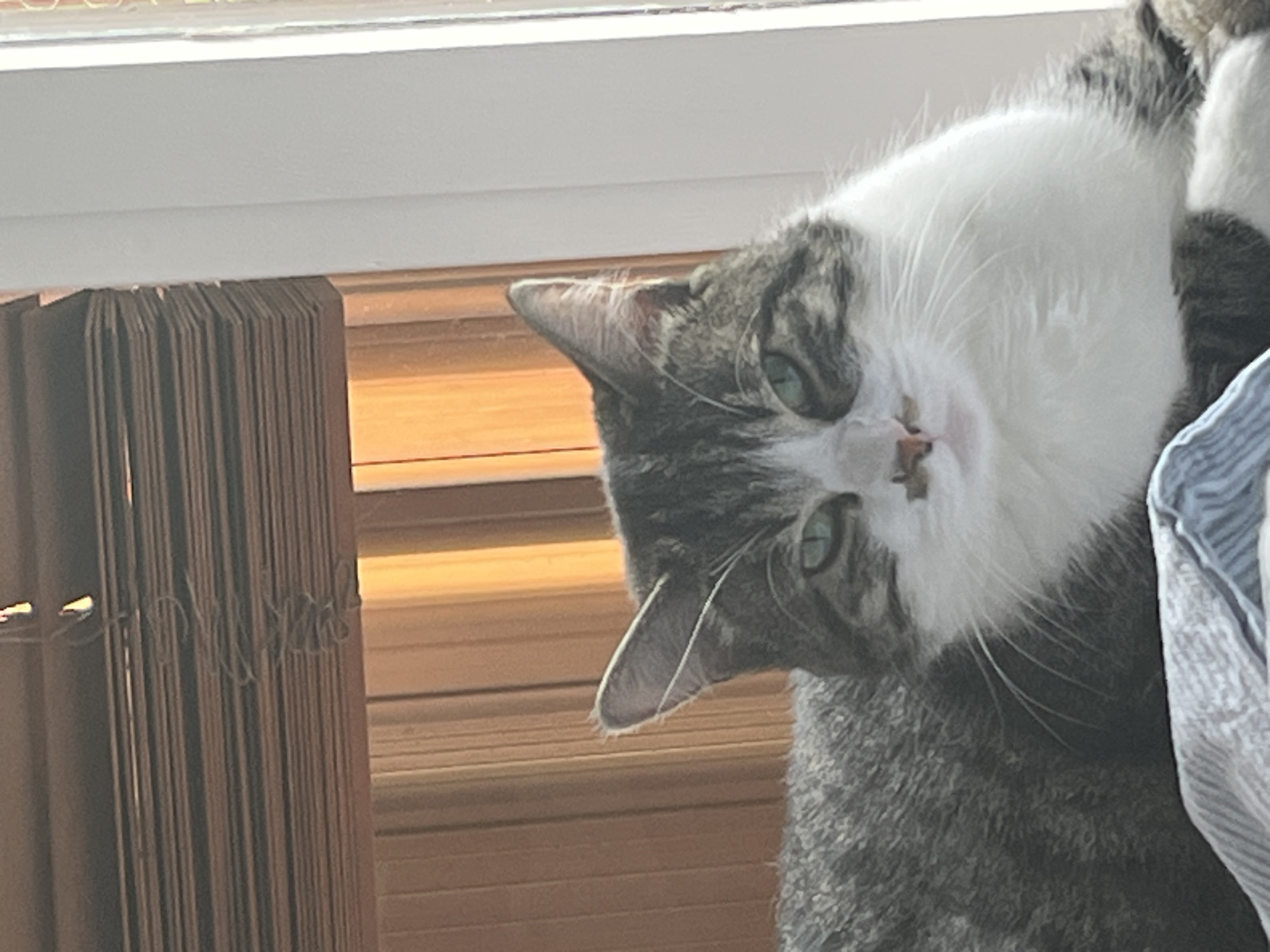 A domestic cat with gray and white fur lies on a blue and white striped blanket. The cat has green eyes and a patch of dark fur on its nose. Behind the cat, wooden blinds are partially visible, and to the right, a white wall and part of a window frame are present. The background appears to be indoors, possibly in a residential setting in Fresnes, France.
