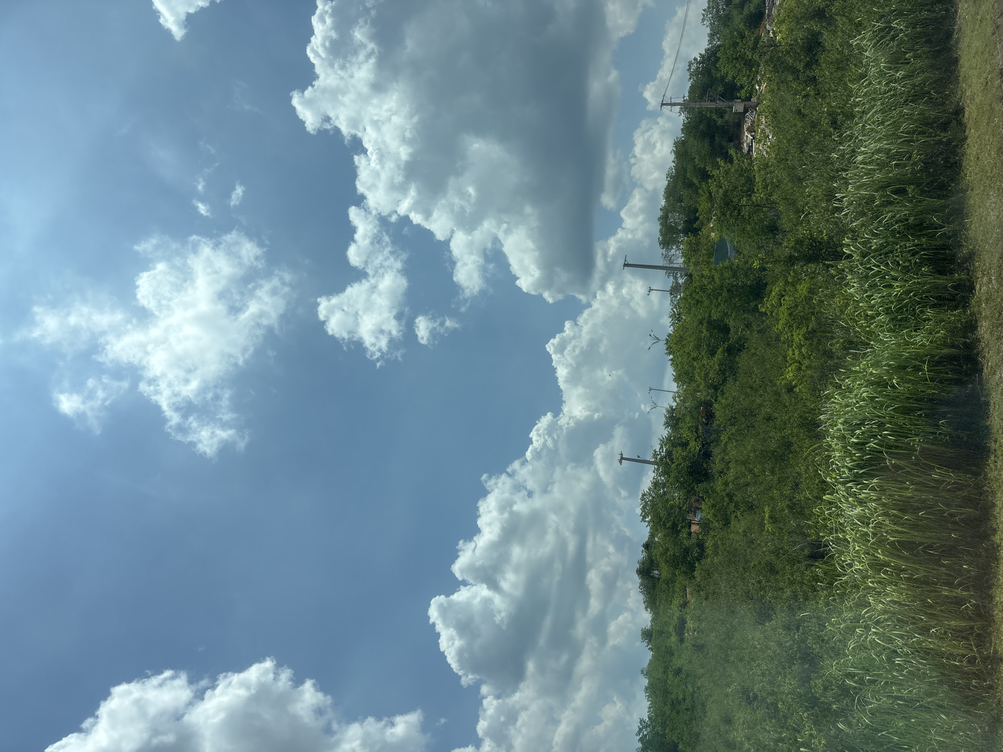 An eye-level, wide shot captures a view of a lush, green hillside under a bright blue sky filled with large, fluffy white clouds. The foreground is dominated by tall, green grass that appears somewhat blurred, suggesting motion or shallow depth of field. Behind the grass, the hillside is densely covered with various green trees and shrubs. Several utility poles with wires are visible interspersed among the trees on the upper portion of the hill, and some debris or structures can be seen in the distance on the right side of the hill. The sky is clear except for the prominent, voluminous clouds that cast soft shadows. The overall impression is a natural landscape under a sunny day.