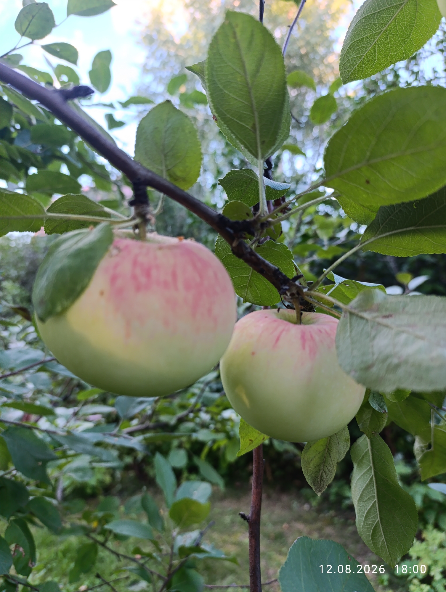 The image shows two apples hanging from a tree branch. The apples are green with some pink blush. The branch is dark brown and has green leaves. The background is blurred and shows more green foliage and some sky. The scene appears to be outdoors in a natural setting. The timestamp "12.08.2026 18:00" is visible in the bottom right corner. There are no people or animals in the image.