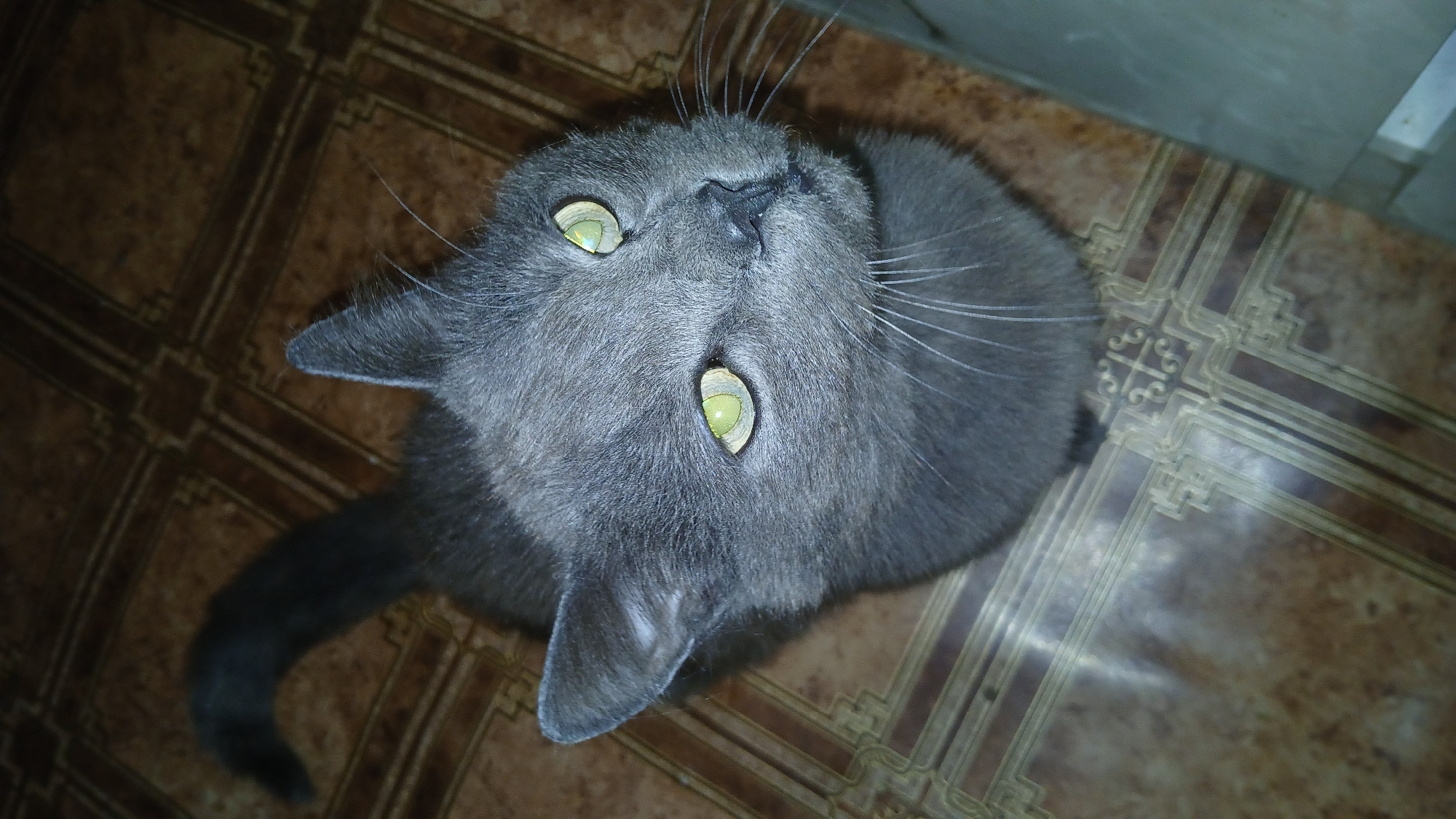 A gray cat with yellow-green eyes is lying on its back, looking up at the camera. The cat has a slender tail. The background is a brown and beige tiled floor. The scene is indoors.