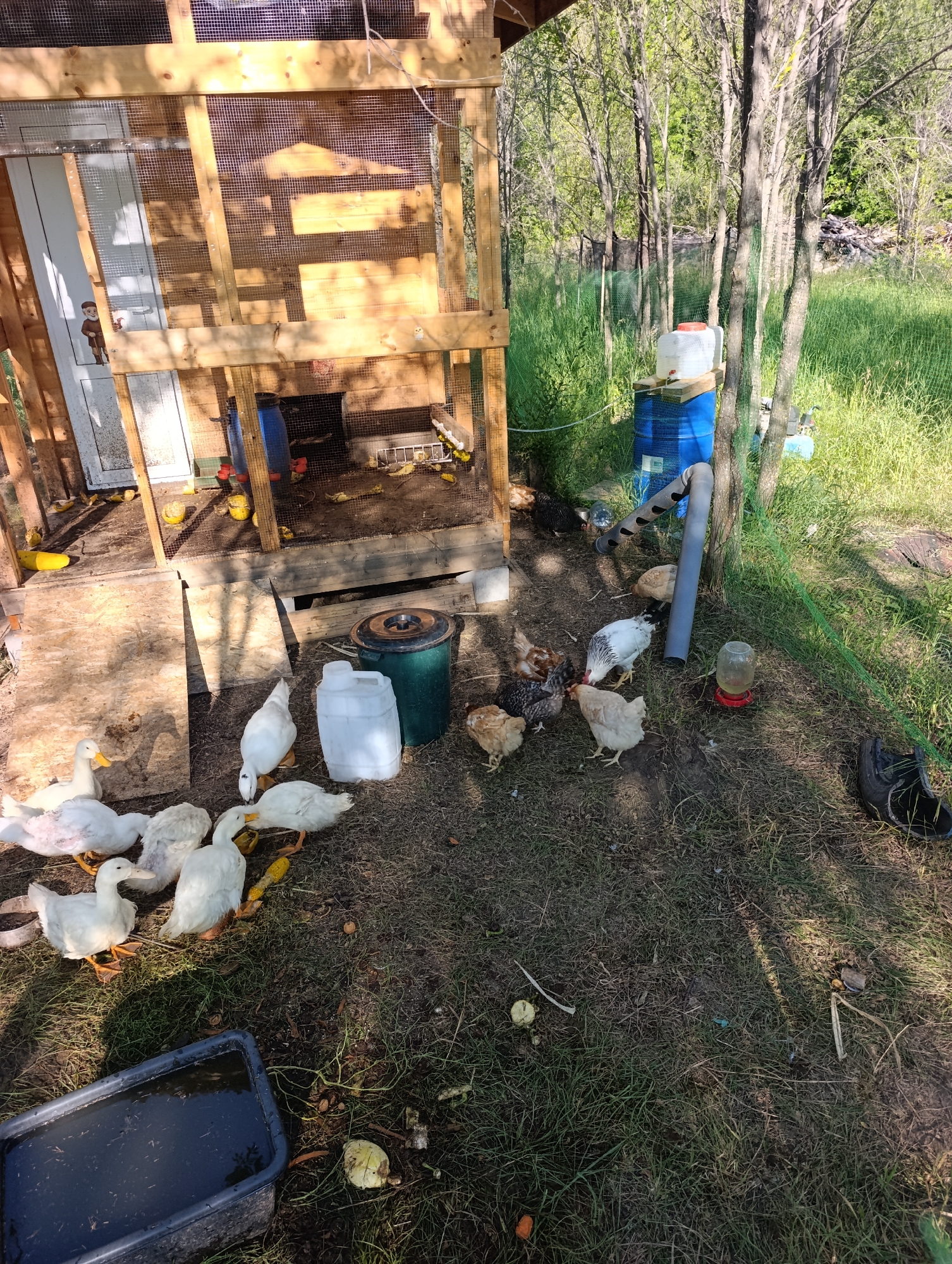 The image shows an outdoor scene with a wooden chicken coop in the foreground. Several white ducks and a flock of chickens are gathered on the ground in front of the coop, some pecking at food. There are also various containers, including a blue barrel and white plastic jugs, and a dark-colored tub filled with water. The environment is grassy and appears to be a rural or semi-rural setting with trees in the background. The light suggests it is daytime. There are no indications of the location being in Dimitrovskii, Russia.