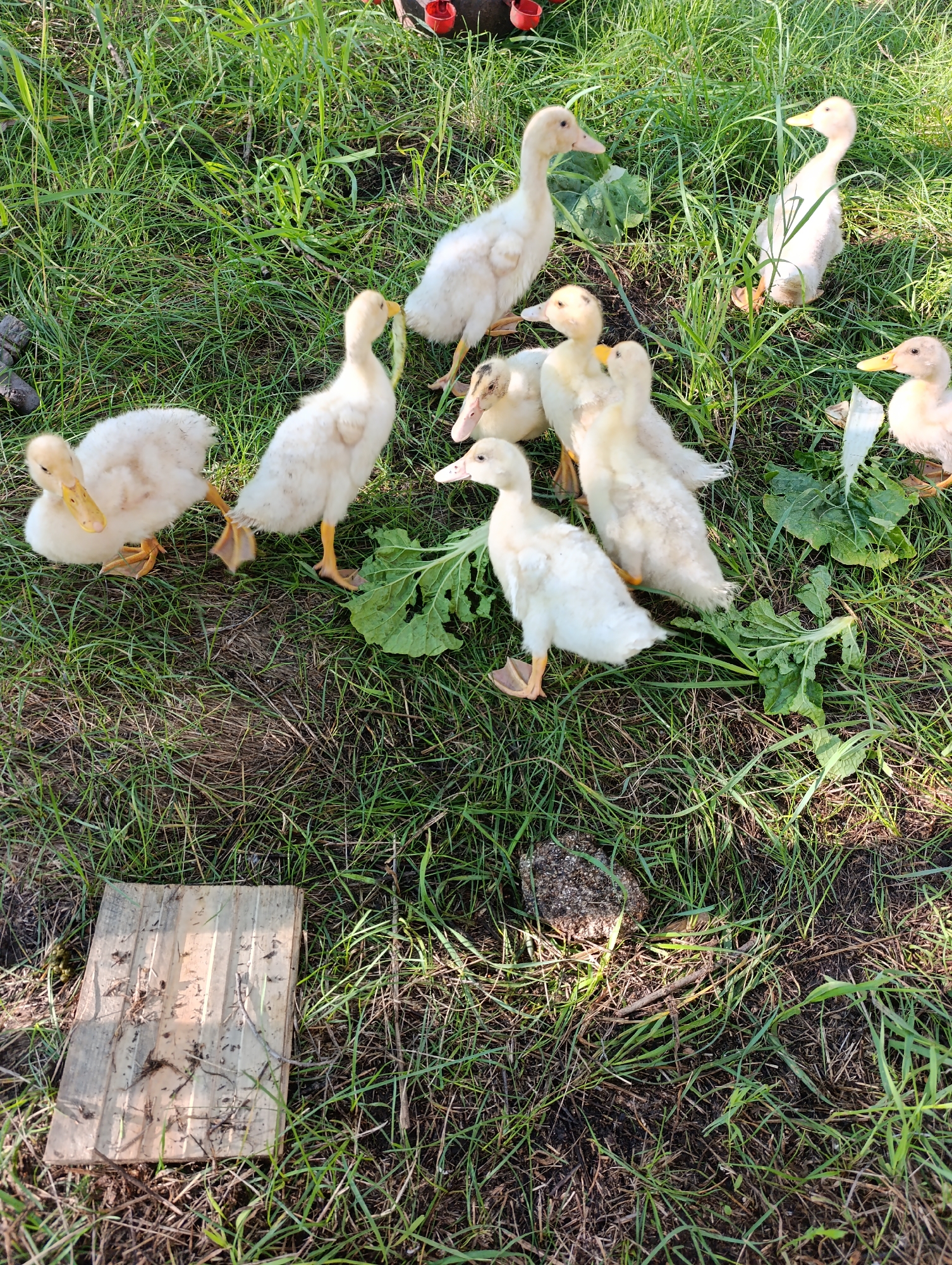 In Dimitrovskii, Russia, a group of young ducks are gathered on a grassy area. The ducks are predominantly white with yellow beaks and orange legs. Some of the ducks are standing, while others are near the ground, possibly foraging. There are several large green leaves scattered amongst the grass, suggesting the presence of vegetation. In the foreground, a small piece of weathered wood lies on the ground. The overall environment appears to be outdoors, with a natural, uncultivated setting.