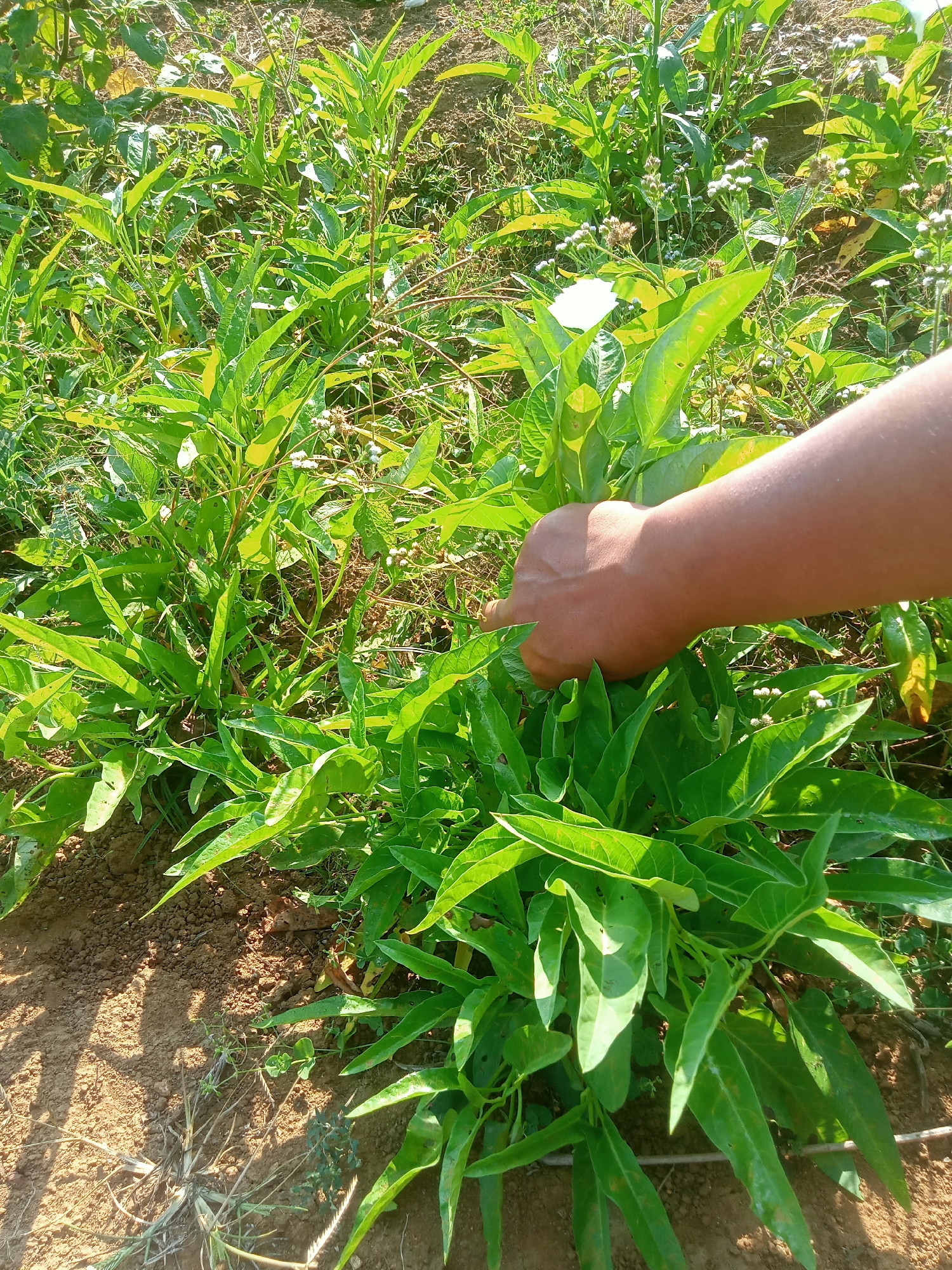 An adult's hand is reaching into a patch of water spinach plants in an outdoor garden. The plants are lush and green, with long, pointed leaves. The soil is brown and dry. The scene appears to be a rural agricultural area.