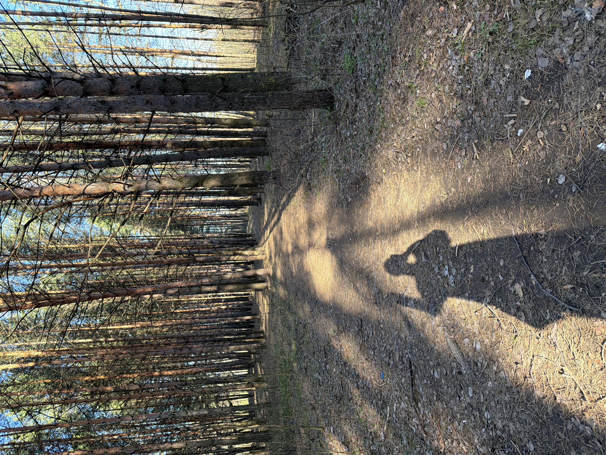 The image displays a sunlit forest path in Chaikovsky, Russia, likely captured during early morning or late afternoon due to the long, distinct shadows. The path, made of dirt and covered with dry leaves, pine needles, and sparse grass, recedes into the distance, flanked by numerous tall, slender trees. These trees, possibly pines, show rough, segmented trunks and mostly bare branches that reach towards the sky.
Bright sunlight illuminates sections of the path and the tree trunks, creating a high contrast with the shaded areas. A prominent shadow of a person, holding what appears to be a camera or phone, is cast across the path in the foreground on the right side, indicating the presence of the photographer. The overall scene suggests a peaceful, natural environment, possibly in late autumn or early spring. No visible text is present in the media.