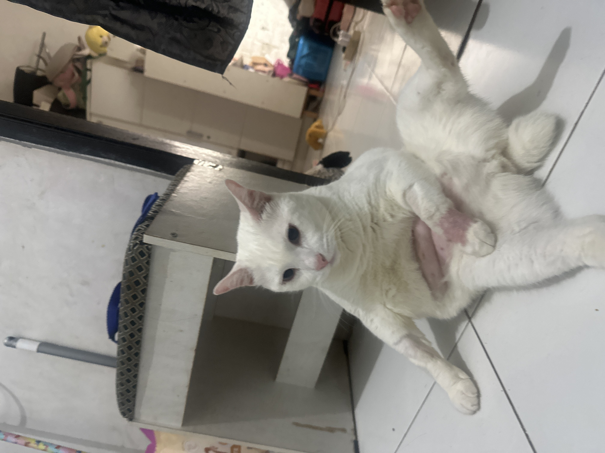 A white domestic cat is the central subject of the image, lying on its back on a light-colored tiled floor with its belly exposed and legs splayed. The cat has pristine white fur, light-colored eyes (appearing blue or light green), and a pink nose, which it points towards the camera with a calm, curious expression. A distinct patch of pinkish, possibly hairless or closely shaved skin is visible on its lower abdomen and inner right hind leg, hinting at a recent medical procedure or skin irritation.
The scene is an indoor environment, likely a home in North Jakarta, Indonesia. The floor consists of light-toned, square tiles. In the background, various household items are visible, creating a somewhat cluttered appearance. These include a white cabinet or shelf unit. To the left of the cat, a low, light-colored table or shelf is partially covered with a dark, patterned fabric. A grey and white pole or handle is also seen resting nearby. Further back, out of focus, are a yellow object (possibly a toy) and a blue bag, among other indistinct items. The lighting appears to be artificial, typical of an indoor setting, and does not indicate a specific time of day. No text is visible in the image. The cat's relaxed posture suggests comfort or an openness to interaction.
