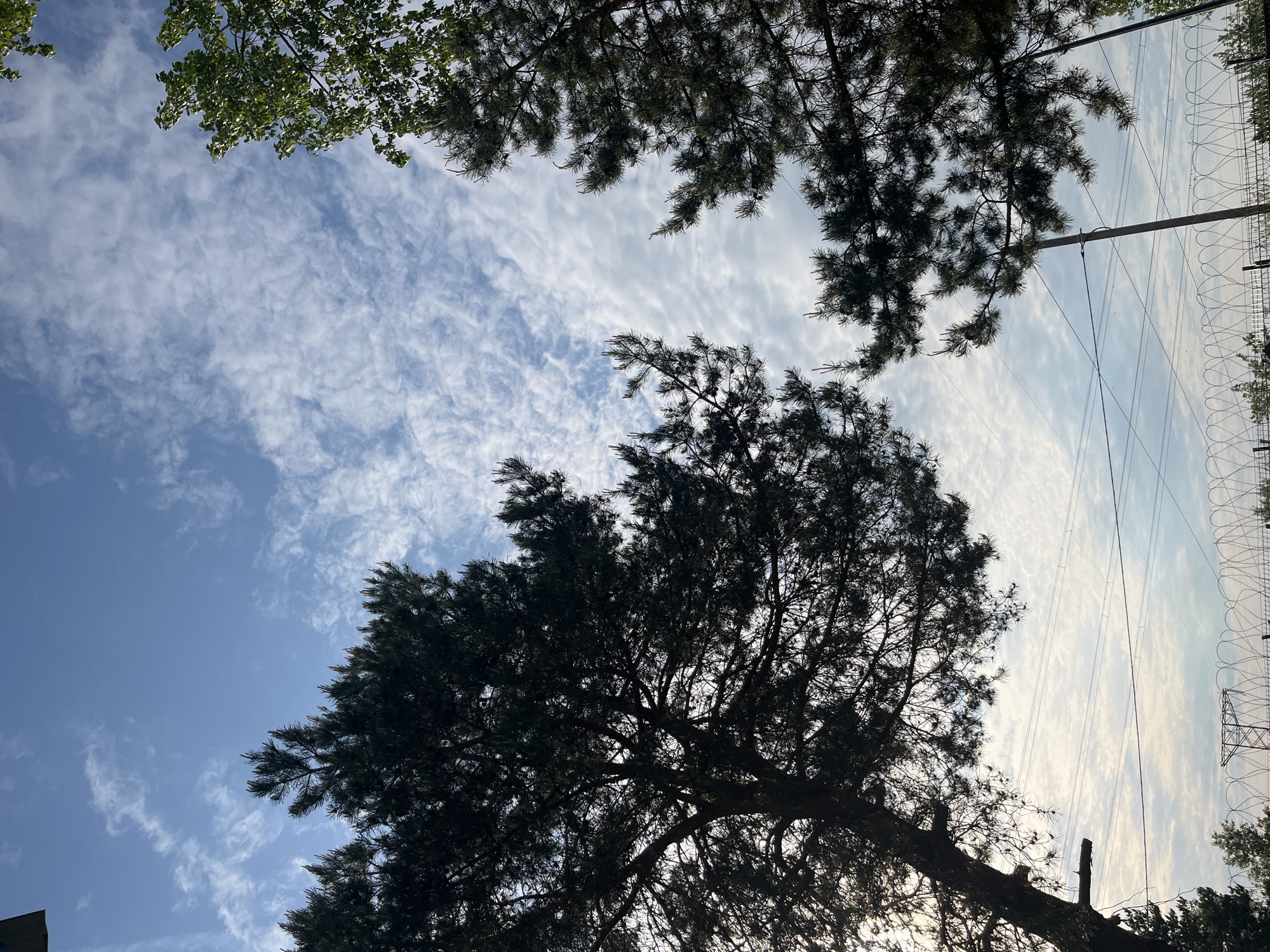 The image depicts a sky view with several trees framing the scene. At the top left, branches with green leaves are visible. More prominently, a large tree with dark foliage is centered towards the bottom, silhouetted against the sky. A utility pole with wires is visible towards the right, near a fence line. The sky is blue with patchy, cirrus clouds. The location is Chaikovsky, Russia.