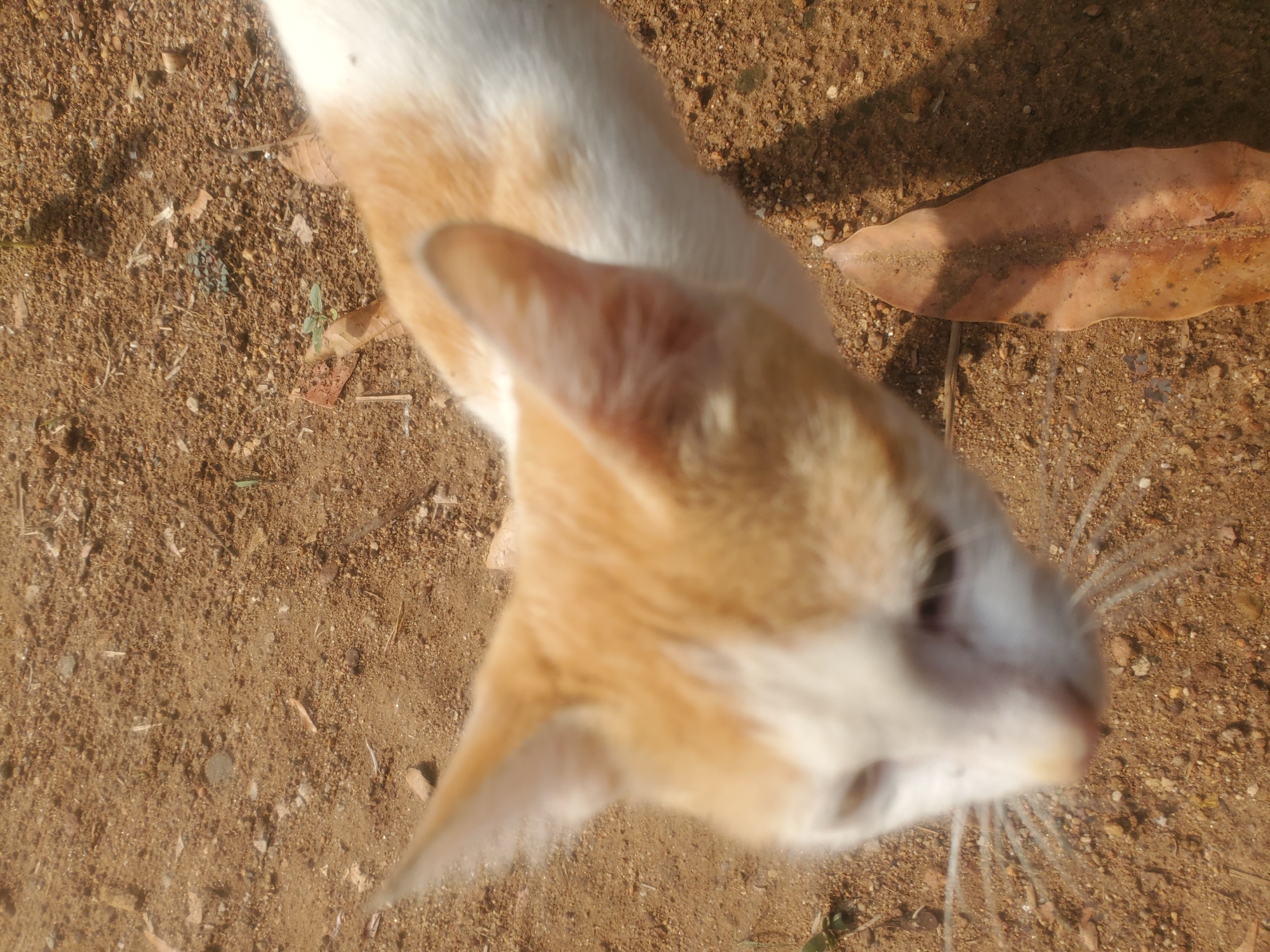 An orange and white cat is standing on brown dirt and small rocks in Akwanga, Nigeria. A dry leaf is to the cat's right.
