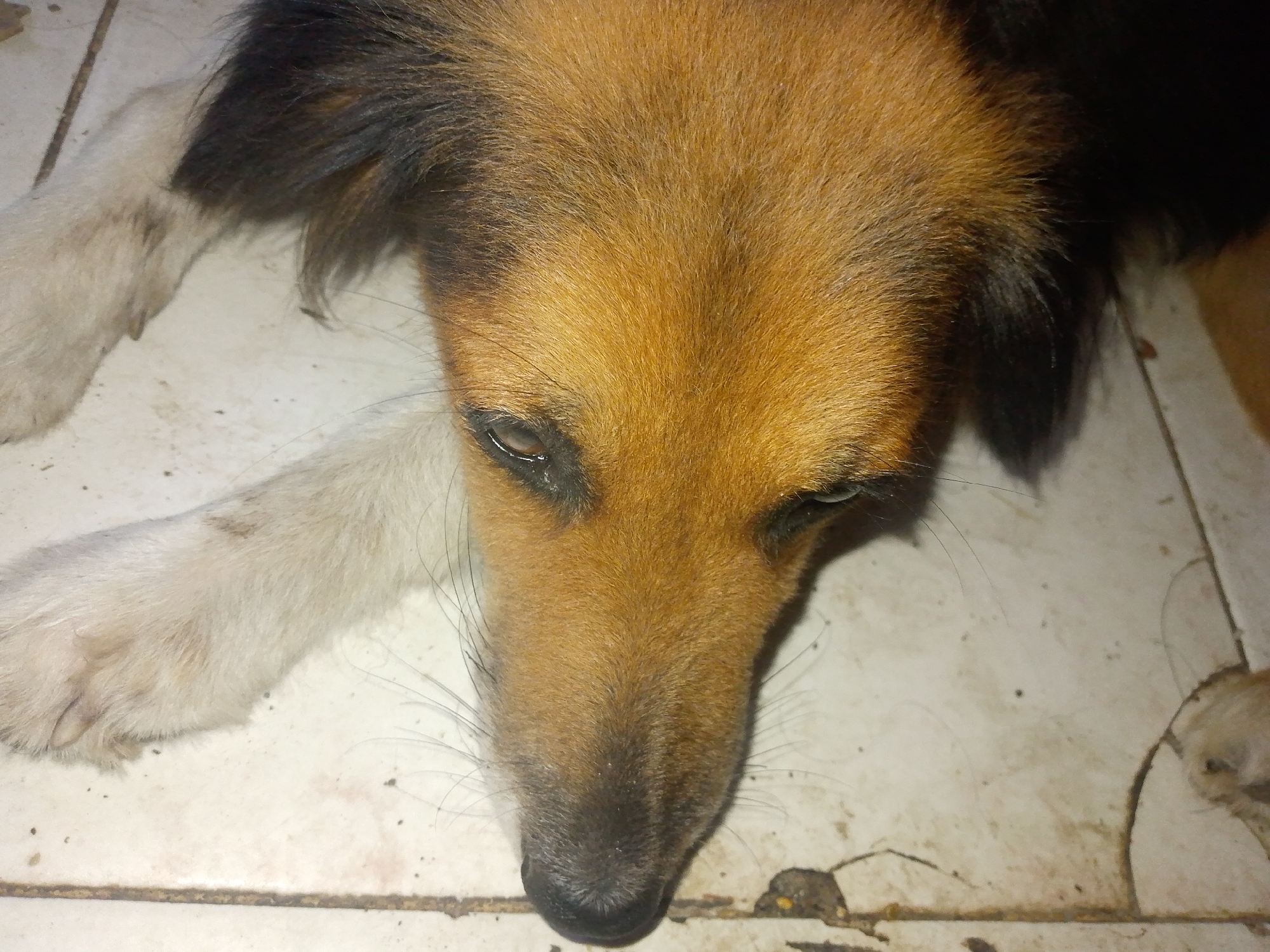A close-up, top-down view shows a dog lying on a light-colored tile floor. The dog's head and one paw are visible. The dog has brown and black fur on its head and white fur on its paw. The tile floor appears worn and slightly dirty. Location: Juan Griego, Venezuela. No people or interactions are visible.