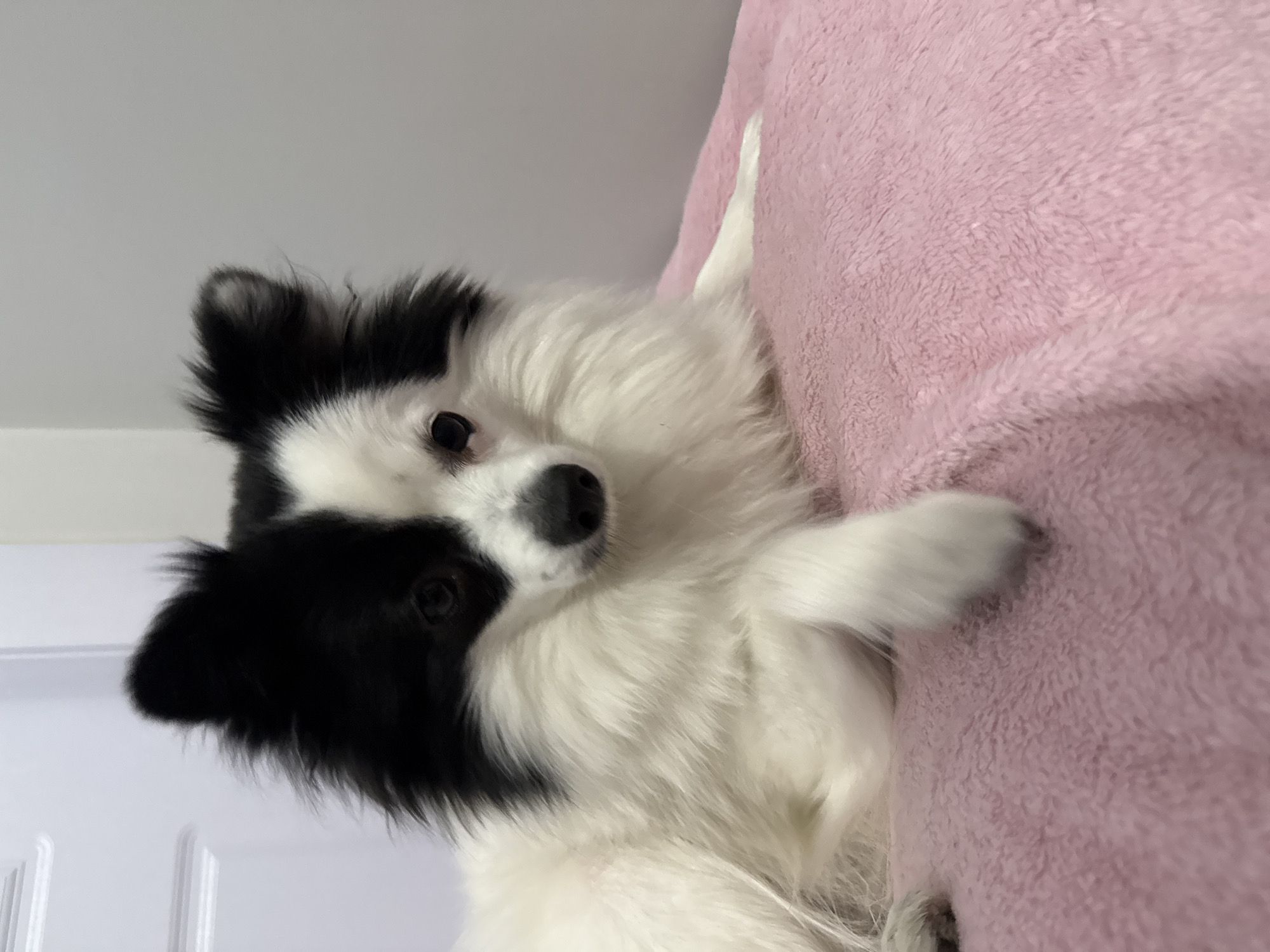 A black and white dog is lying on a pink fuzzy surface. The dog is looking at the camera, with one paw extended towards the viewer. A white door is visible in the background. The location is unknown and cannot be determined from the image.