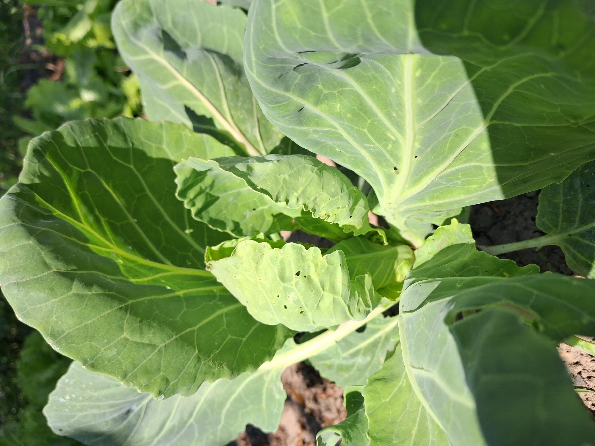 A close-up, high-angle shot shows a young cabbage plant in a garden. The plant has large, vibrant green leaves with prominent veins. Some leaves are curled and ruffled, while others are smooth and broad. The center of the plant shows new growth. The soil is visible around the base of the plant. In the background, other green plants and foliage can be seen, suggesting a garden setting. The image appears to have been taken in natural daylight, with shadows cast across some of the leaves. The location of Krolevets, Ukraine is not ascertainable from the image.