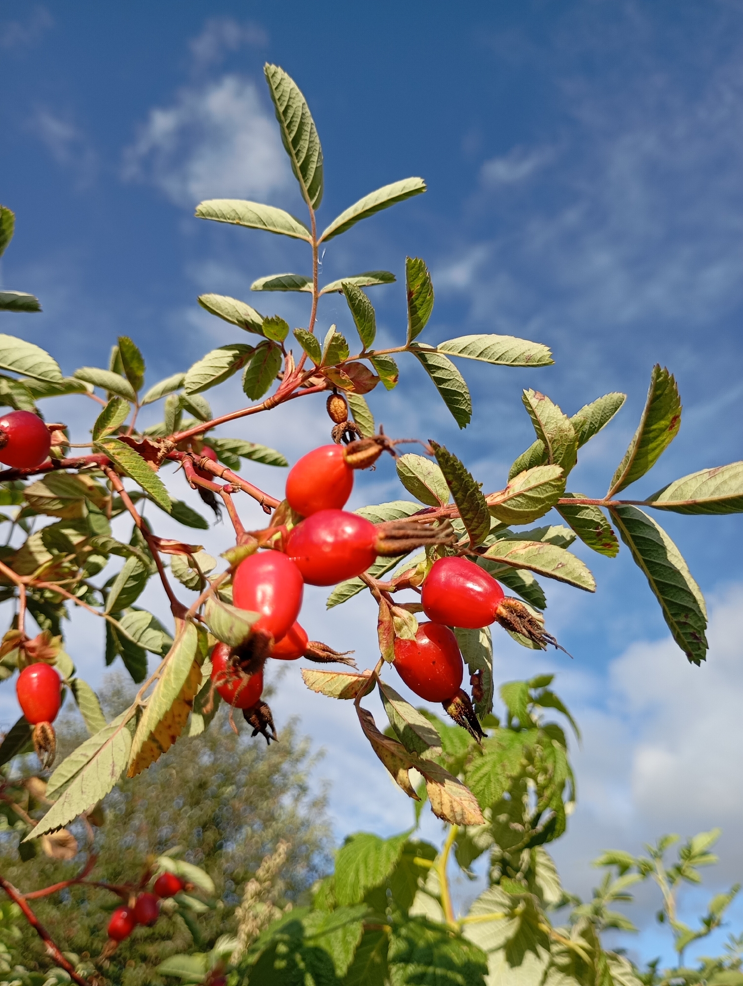 The image shows a close-up view of a rosehip bush with several ripe, red rosehips and green leaves. The bush is situated outdoors, with a bright blue sky and some white clouds visible in the background. The lighting suggests it is daytime, likely in the late afternoon due to the warm tones. The rosehips are clustered on thorny branches, some of which are red and woody. The leaves are compound, with serrated edges and a slightly fuzzy texture. In the distance, out of focus, there are glimpses of other greenery and possibly trees. The image appears to have been taken in a natural setting, such as a park, garden, or the outskirts of a settlement. There are no people or animals visible in the image. Given the location is specified as Fokino, Russia, this scene likely depicts a common plant found in the Russian landscape during the autumn season when rosehips ripen.