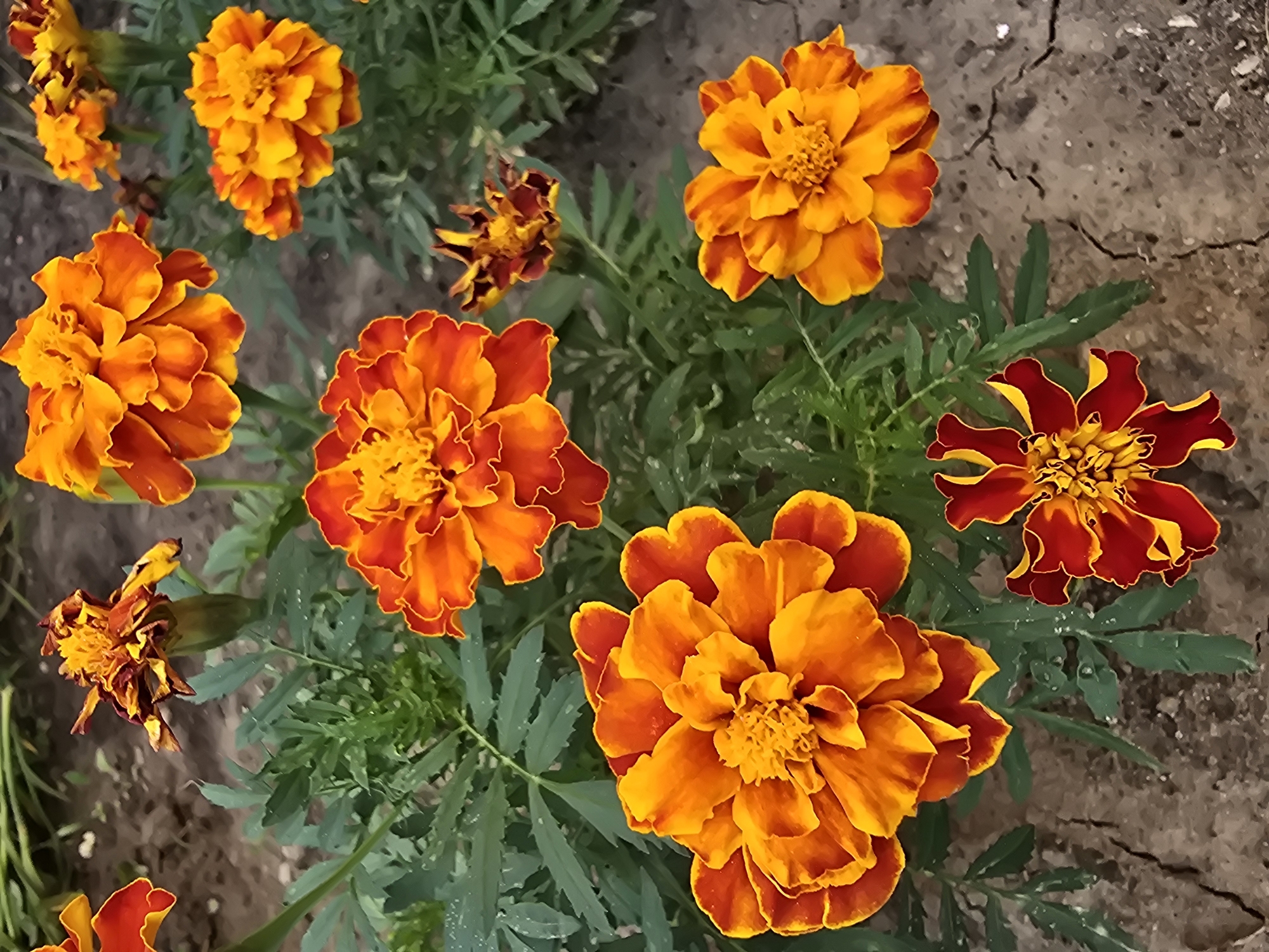 In Vyshneve, Ukraine, a close-up, top-down view captures a cluster of marigold flowers in various stages of bloom. The dominant colors are vibrant oranges and yellows, with some flowers exhibiting deep red edges. The petals are densely packed and ruffled, creating a textured appearance. Green foliage surrounds the flowers, some of which show dew drops. The background consists of dry, cracked soil. The image appears to be taken outdoors in natural light, highlighting the natural beauty of the flowers.