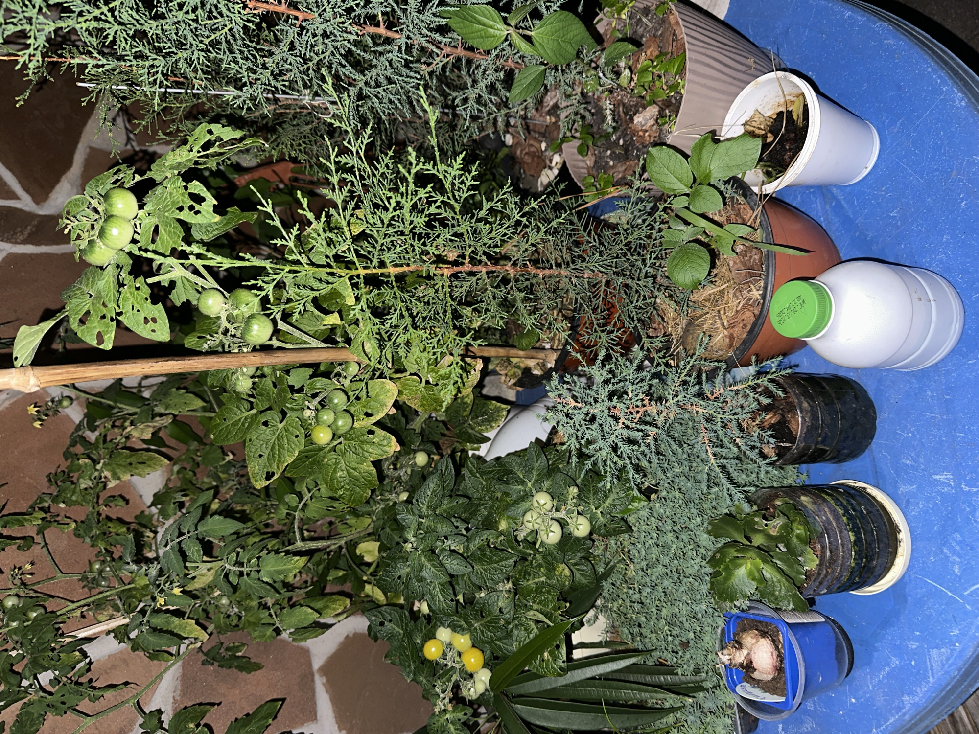 A collection of potted plants, including tomato plants with green and yellowing fruit, and several coniferous shrubs, are arranged on a blue surface, likely a table. Some of the tomato leaves show signs of damage. In the foreground, there are a few smaller plants in recycled containers, a bulb in a blue pot, and a white bottle with a green cap. The background consists of a textured, light brown wall and other plants. The scene appears to be outdoors, possibly on a balcony or patio, in Sochi, Russia.